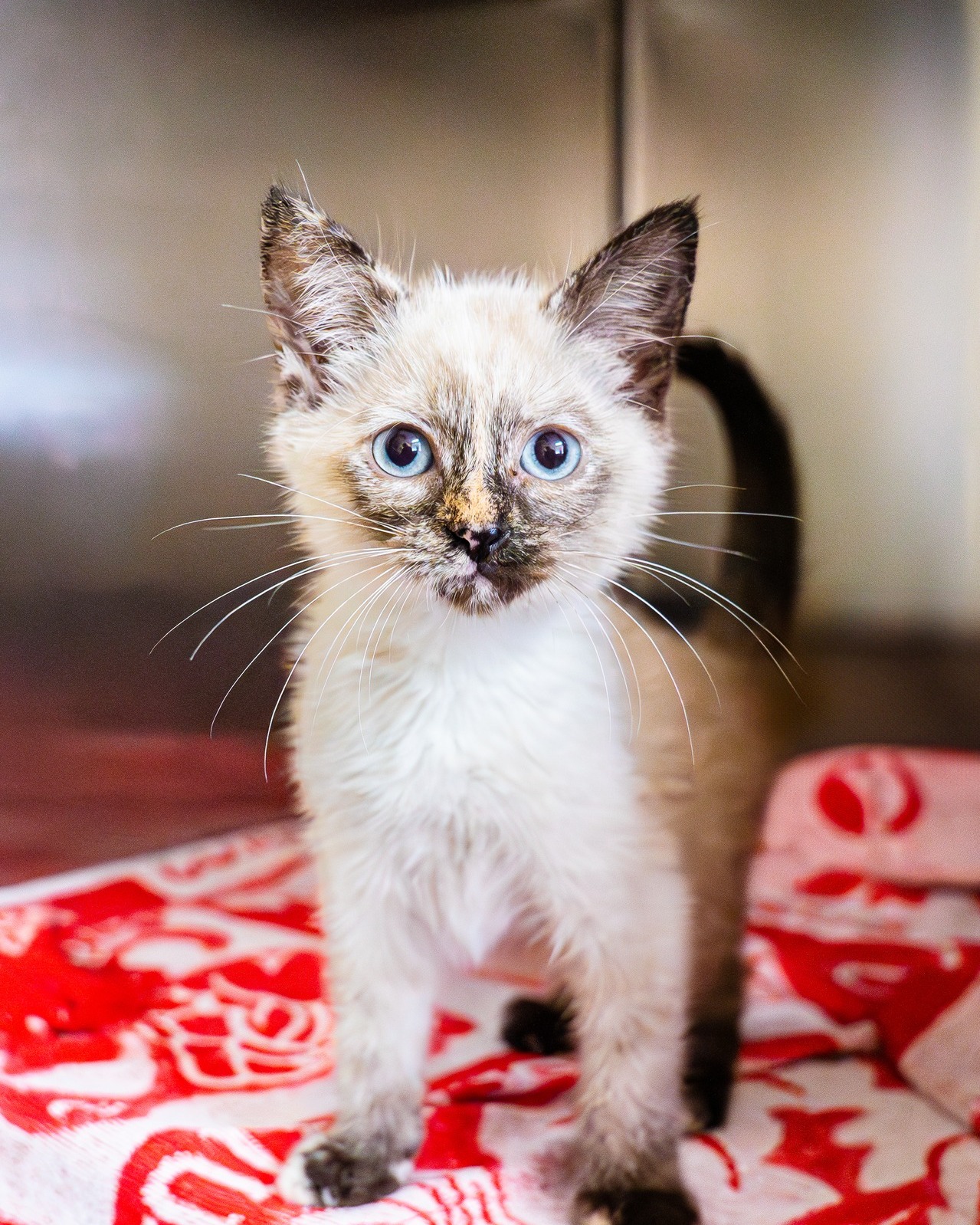 🌸 Meet Buttercup & Blossom! 🌸
Our real-life Powerpuff sisters are ready to bring love, cuddles, and a little mischief into your home 🐾
Come meet them TOMORROW at @petsmart Montgomery Plaza from 10AM–3PM and take home your new hero!
LINK IN BIO
Adopt, don’t shop, and save the day, one purr at a time! 💖💚
#adoptdontshop #HumaneSocietyOfNorthTexas #PowerpuffCats #ForeverHome #PetSmartAdoption #ButtercupAndBlossom #petsmartadoptions #petsmart #petsmartcharities #powerpuffgirls #blossom #buttercup #kittenrescue #kittenadoption #kitten