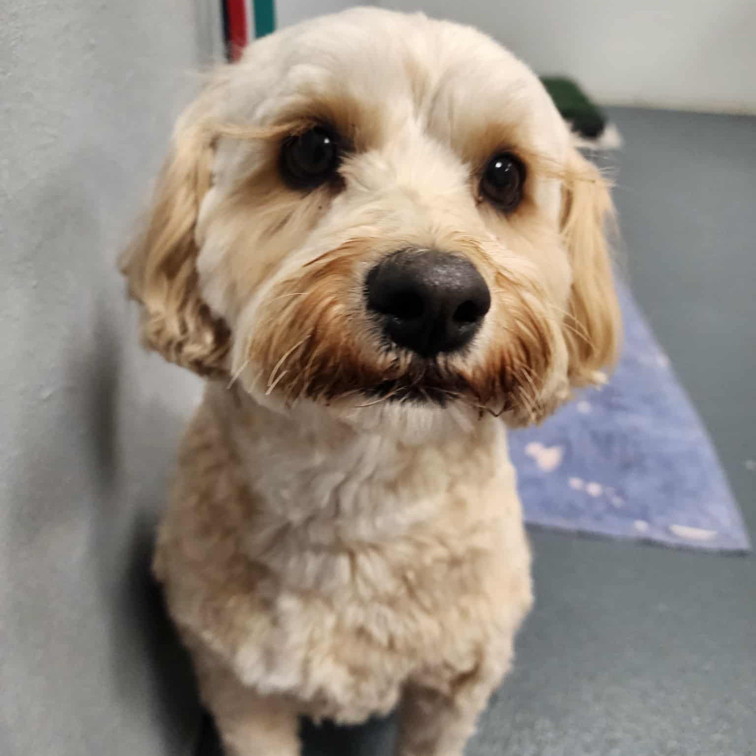 ๐ธ Warning: Cuteness overload ahead. We REALLY love our doggie daycare crew