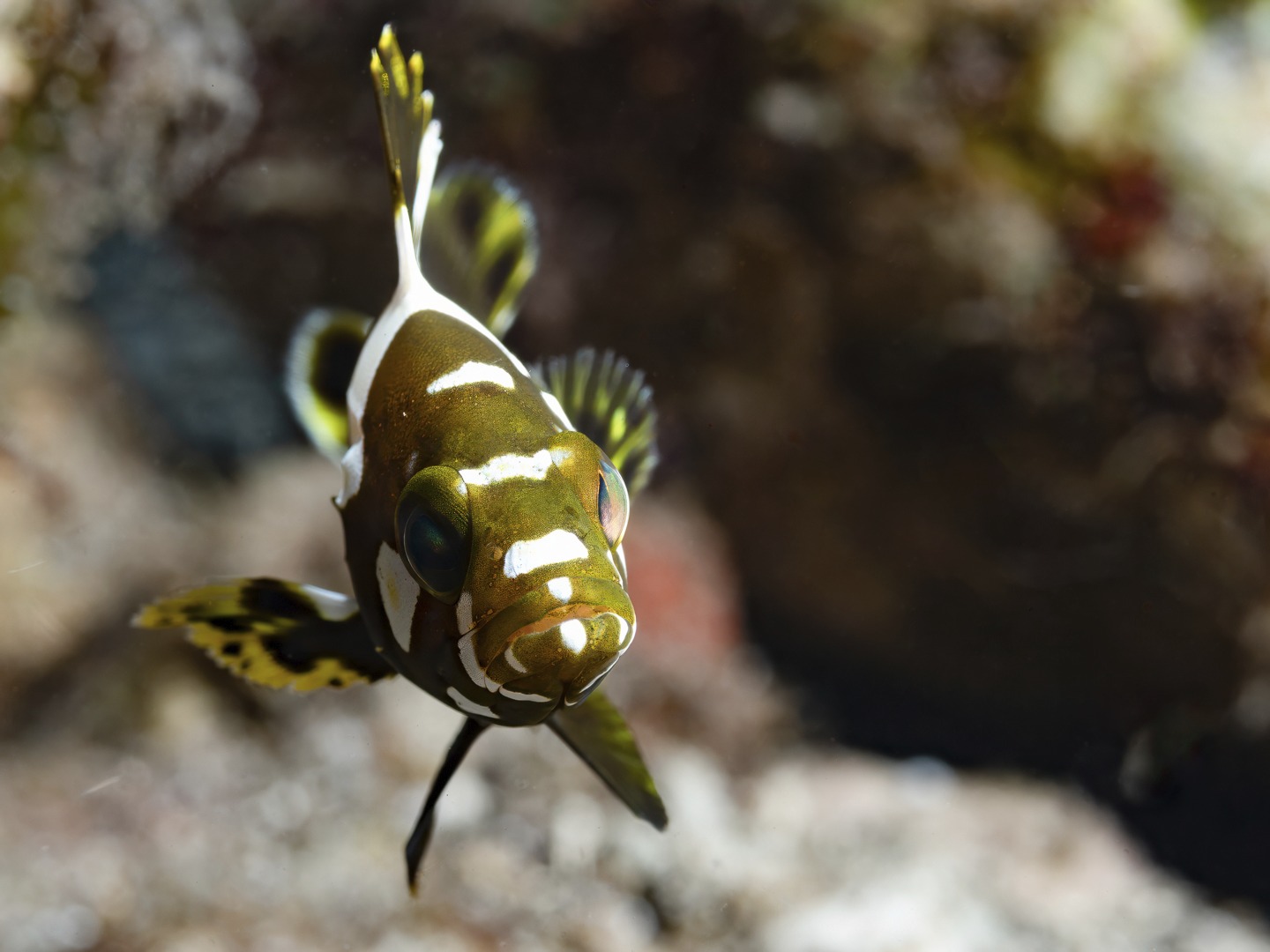 ๐๐๐ฎ๐๐ ๐๐ข๐ฏ๐ข๐ง๐ & ๐๐ง๐๐๐ซ๐ฐ๐๐ญ๐๐ซ ๐๐ก๐จ๐ญ๐จ๐ ๐ซ๐๐ฉ๐ก๐ฒ ๐ข๐ง ๐๐๐ง๐ฎ๐๐ญ๐ฎ - ๐๐ฎ๐ซ ๐๐จ๐ฎ๐ฌ๐ ๐ซ๐๐๐ ๐ง๐๐ฏ๐๐ซ ๐๐ข๐ฌ๐๐ฉ๐ฉ๐จ๐ข๐ง๐ญ๐ฌ - ๐ฃ๐ฎ๐ฌ๐ญ ๐ ๐ฌ๐๐ฆ๐ฉ๐ฅ๐ ๐๐ซ๐จ๐ฆ ๐ญ๐ก๐ ๐ฅ๐๐ฌ๐ญ ๐ฐ๐๐๐ค๐๐ง๐!
Great dives on both mornings of the weekend โ plenty of macro subjects and a few larger ones to observe and photograph, Both dives over 110 minutes eachโ dive slow, observe and connect! The critterspotter way!
These shots:
Juvenile highfin grouper - Epinephelus maculatus
Tassled scorpionfish - Scorpaenopsis oxycephala,
Philinopsis gardineri (Black / Blue Headshield slug)
White eyed moray (Gymnothorax thyrsoideus) โ two in a pipe
Peacock Tail Anemone Shrimp (Periclimenes brevicarpalis)
Whitemouth moray (Gymnothorax meleagris)
Banana nudibranch โ (Notodoris minor)
Spiny Devilfish (Inimicus didactylus)
Day Octopus (Octopus cyanea)
Juvenile sweetlip
๐ธ John Warmington
Havannah Harbour, Vanuatu
Message or visit our webpage for more details at:
๐๐๐๐ง ๐ญ๐จ ๐๐ข๐ฏ๐ ๐๐ง๐ ๐๐ข๐ง๐ ๐ง๐๐ฐ ๐๐ซ๐ข๐ญ๐ญ๐๐ซ๐ฌ?
๐๐๐.๐ฐ๐ฟ๐ถ๐๐๐ฒ๐ฟ๐๐ฝ๐ผ๐๐๐ฒ๐ฟ.๐ฐ๐ผ๐บ
Why not relax and spend a few days away โ dive and stay at Karma Waters Villa
๐ต๐๐๐ฝ๐://๐ฎ๐ถ๐ฟ๐ฏ๐ป๐ฏ.๐ฐ๐ผ๐บ/๐ต/๐ธ๐ฎ๐ฟ๐บ๐ฎ๐๐ฎ๐๐ฒ๐ฟ๐
#UnderwaterPhotography #VanuatuMoments #ScubaDiveVanuatu
vanuatu macro diving, underwater photography, reef critters vanuatu, macro dive site havannah harbour, marine life photography vanuatu, nudibranchs and critters, tropical macro species, dive&stayvanuatu