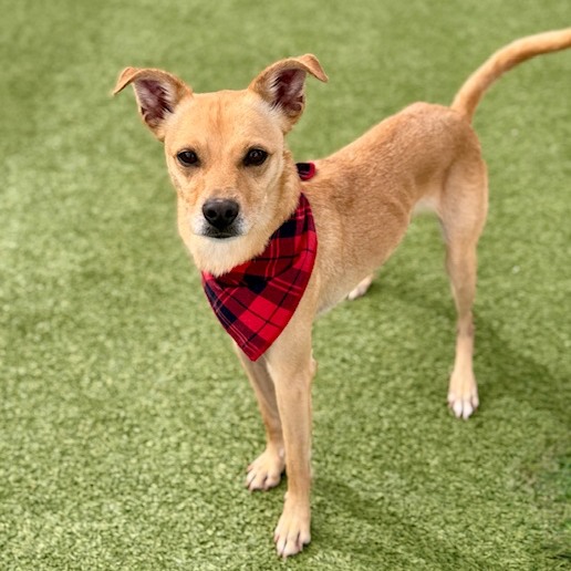 🎄✨ Tomorrow’s the big day — and the perfect way to kick off the holiday season! ✨🎄
Join the Humane Society of North Texas, Walmart, and @welovecuddly for a holly-jolly Adoption Event you won’t forget!
🐾 Snuggle up with adoptable pets looking for a home for the holidays for furever!
🥣 Pick up CUDDLY Food in-store — every bag helps fill a rescue pet’s bowl this season
📅 Saturday, November 29th | 11 AM – 2 PM
📍 Walmart Supercenter – 5336 Golden Triangle Blvd, Fort Worth
Come be part of this heartwarming holiday first — and maybe find your new best friend just in time for Christmas. ❤️🎁
#WeLoveCUDDLY #CUDDLY #HSNT #WalmartAdoptionEvent #AdoptDontShop #CUDDLYFood