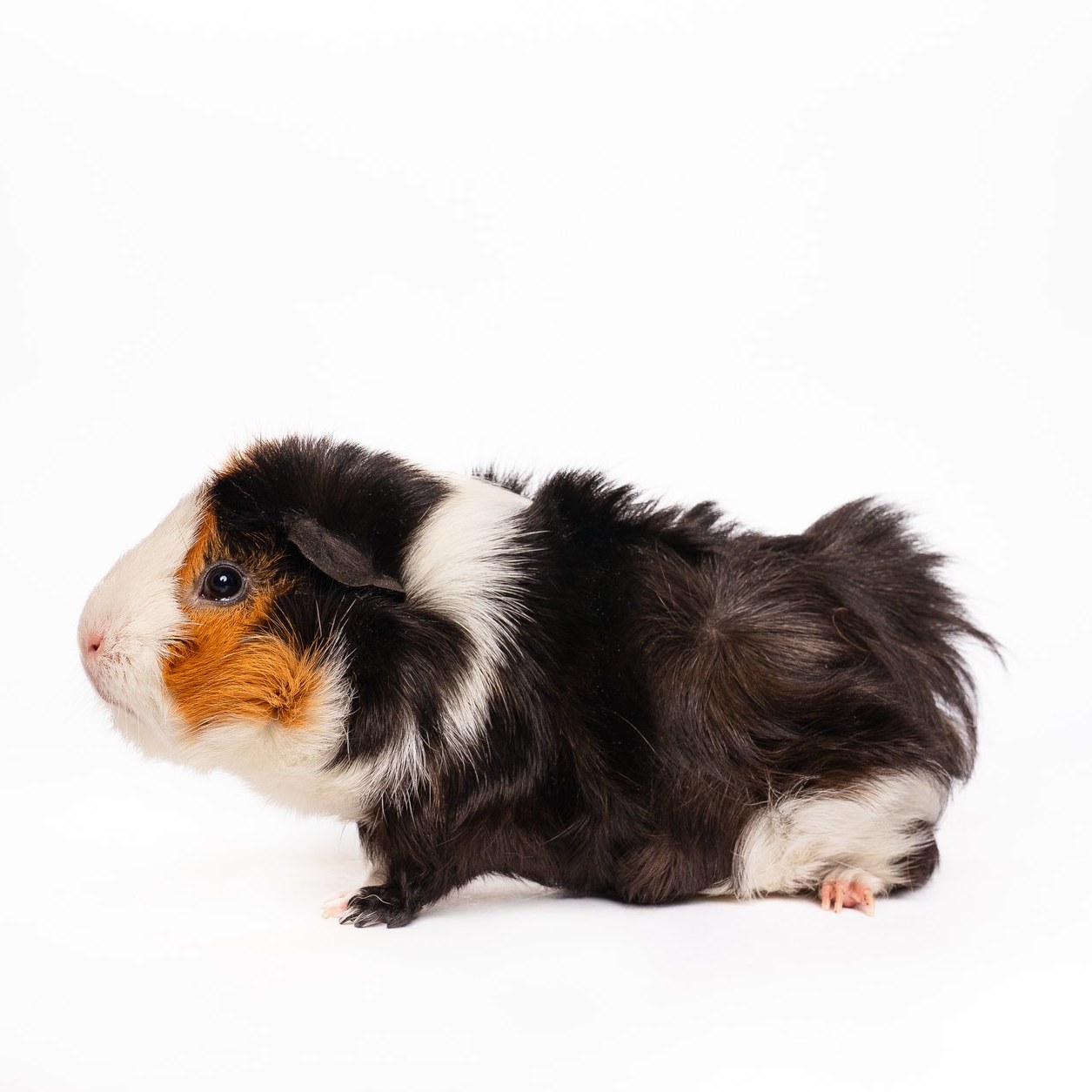 Meet Pancake, our @nbcdfw Pet of the Week! A guinea pig sweeter than maple syrup and fluffier than a stack of Sunday pancakes.
Whether she’s nibbling on veggies or snuggling in her cozy corner, Pancake proves that breakfast—and every day—tastes better with a little cuteness.
Come see Pancake this Sunday at @petsmart South Arlington, 10 a.m.–3 p.m., for a morning full of smiles, snuggles, and furry fun!
#petsmartadoptions #petsmart #petsmartcharities #adoption #adoptable #adoptdontshop🐾 #adoptdontshop