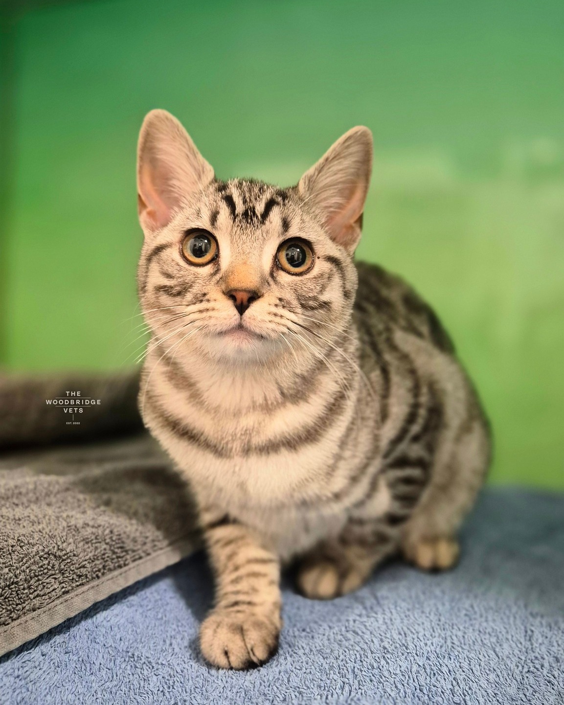 Little Morticia, just 4 months old, came in for her routine spay procedure, accompanied by her sister Wednesday, who was also having a spay procedure 💚
Both procedures went smoothly. Morticia and Wednesday stayed stable and calm throughout, and after their surgeries, they were ready to rest comfortably in their cozy hospital shirts. During post-op checks, both kittens were healing well, and both young ladies Morticia and Wednesday are now on her way to a happy, healthy recovery 💚
#thewoodbridgevets #veterinarypractice #independentpractice #independentbusiness #veterinaryservices #catspayprocedure #feline #catprocedure #catfriendlypractice #animallovers #inpatientcare #veterinarysupport #veterinaryteam