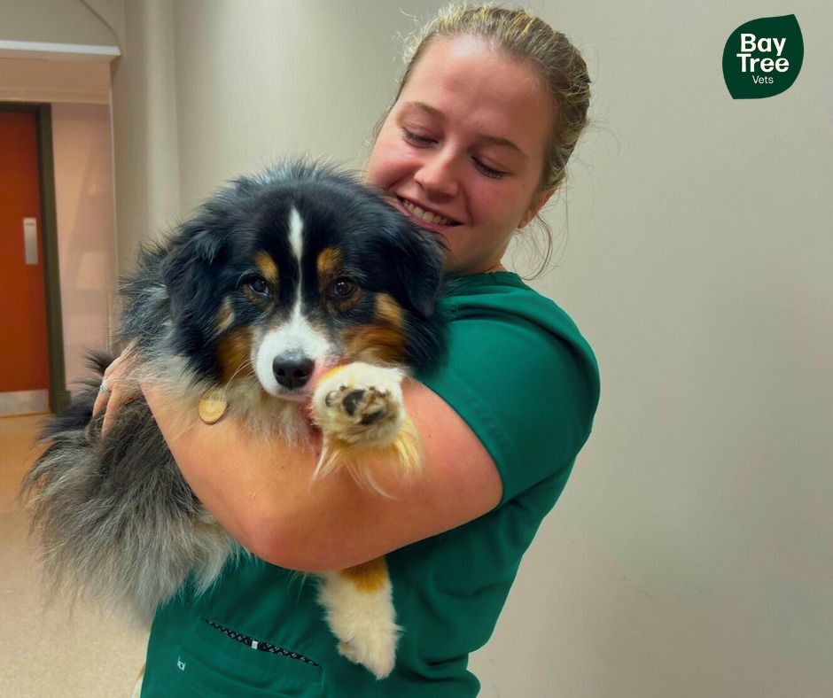 Lovely Kota came in last week for some X-rays, and of course had a little cuddle with our nurse Becka before heading home. Can you guess what breed Kota is? 🐾