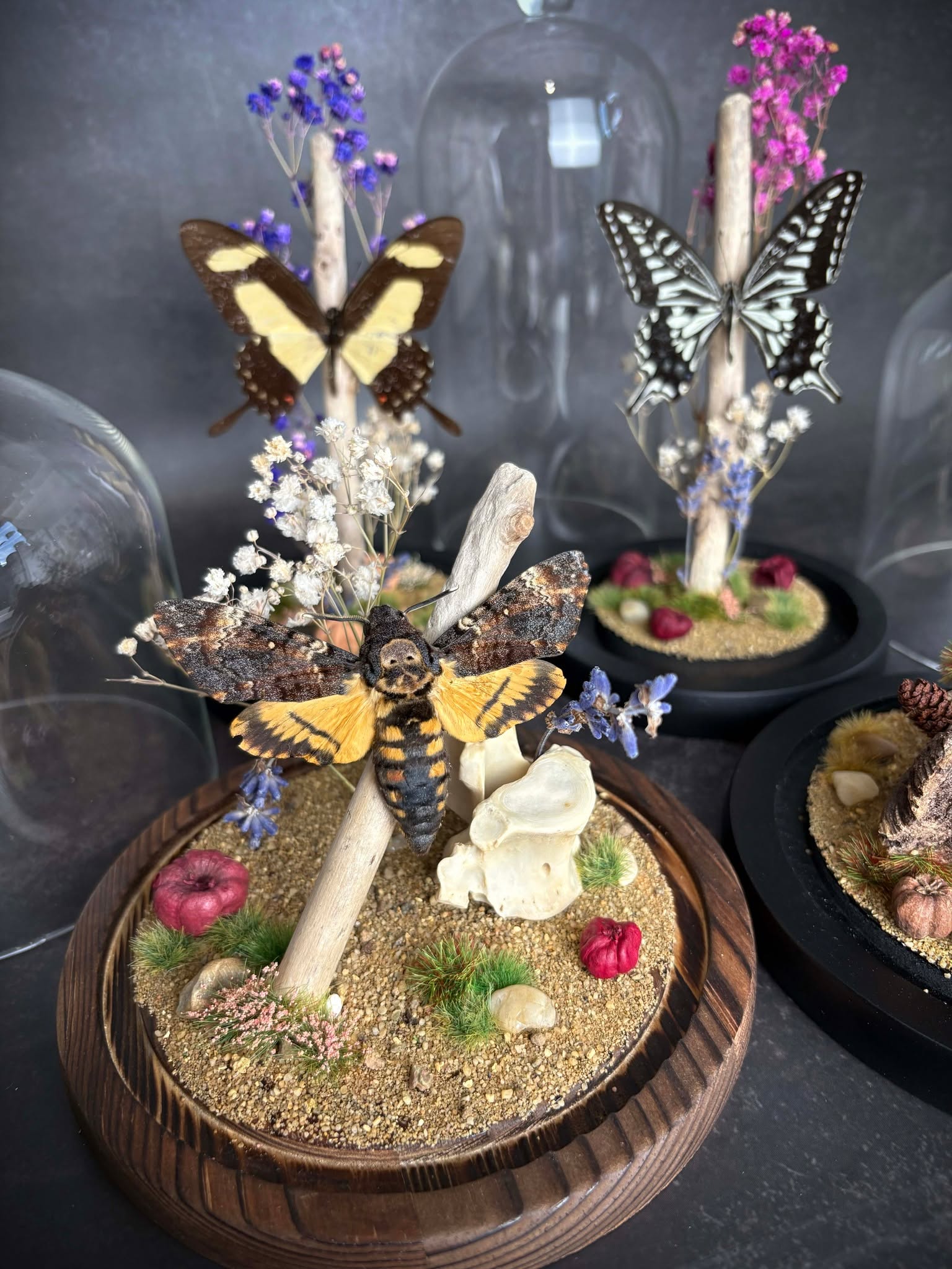 A fresh collection of specimen domes has officially arrived on the website — and this is our final stock upload before Christmas 🎄
Each piece is carefully arranged by hand, featuring beautifully preserved butterflies, moths, and natural elements to create a miniature world under glass. These domes make truly unique gifts for collectors, nature lovers, or anyone who appreciates something a little unusual.
Browse the full range on the website and grab your favourites while they’re still in stock.
#SpecimenArt #CuriosityCabinet #MothCollectors #ButterflyDomes #OdditiesAndCuriosities #NaturalHistoryArt #TaxidermyArt #GiftIdeas #ChristmasGifts