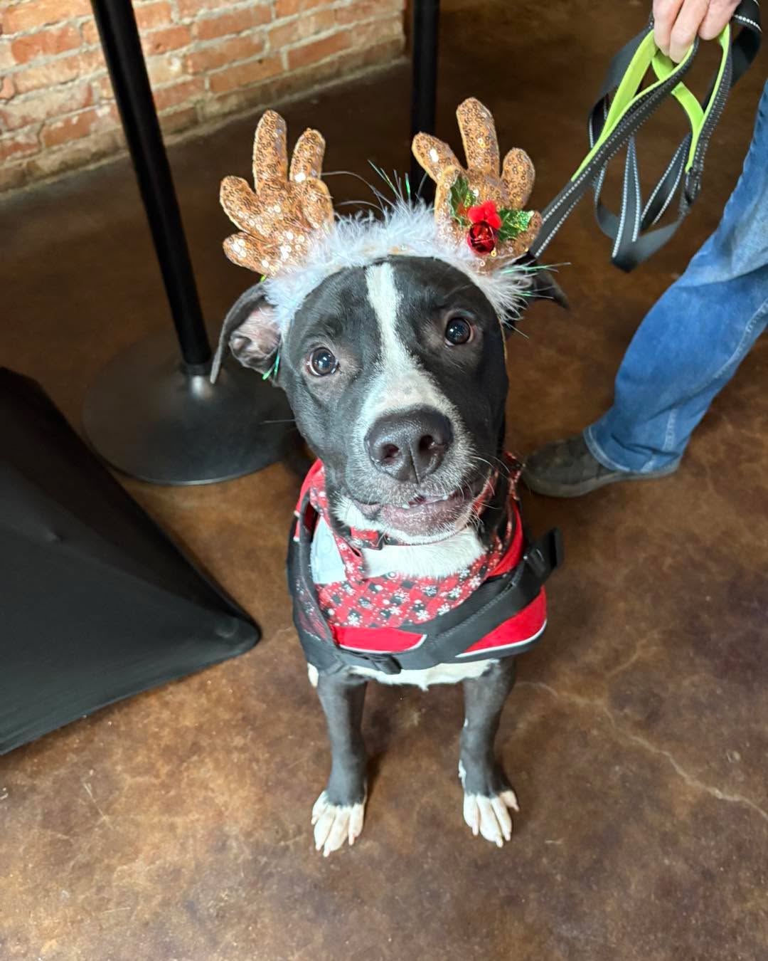 The dog from Fort Worth Animal Care & Control are here at @maplebranchbrew and ready to have their holiday wishes come true! Come on down until 4pm to meet your new best friend and learn how you can support your local animal shelter 🐾