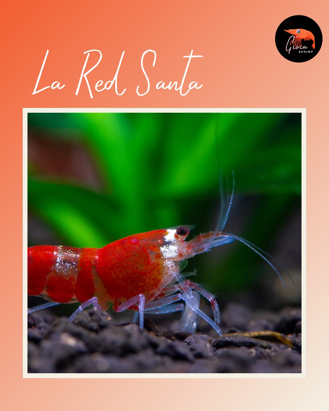 ✨ Réponse à la devinette ✨
Il s’agissait bien de la Red Santa 🦐🎅
Avec son manteau rouge et blanc, elle est la crevette la plus festive de nos aquariums en hiver ❄️🎄.
👉 Et vous, avez-vous déjà craqué pour cette variété ?
#crevette #shrimp #shrimpkeeping #shrimpsofinstagram #shrimplife #neocaridina #redsanta #shrimpaddict #shrimpkeeper #shrimpcollection #shrimpobsession #shrimpbreeding #garnelen #aquariumhobby #nanoaquarium #bioaquarium #invertebrates #plantedaquarium #aquariumlife #gioiashrimp