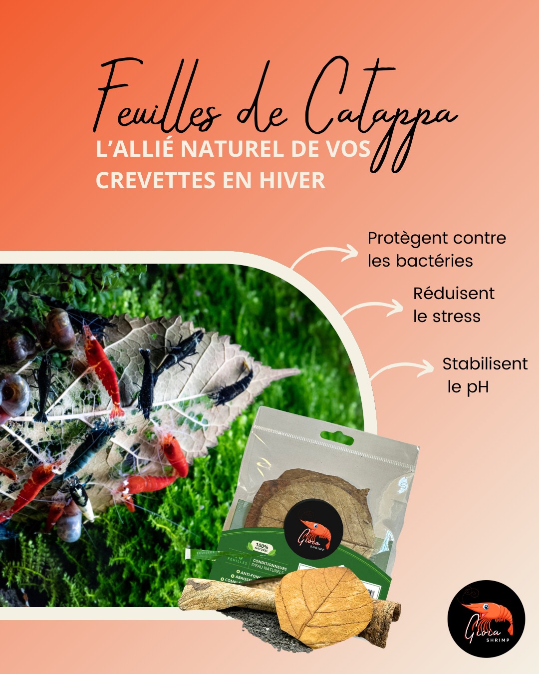🍂 Feuilles de Catappa : l’allié naturel de vos crevettes en hiver 🍂
L’hiver est souvent une période de variations pour nos aquariums ❄️. Les feuilles de catappa, riches en tanins, sont idéales pour stabiliser l’eau et recréer un environnement rassurant pour vos crevettes 🦐.
✅ Réduisent le stress grâce à leurs propriétés apaisantes.
✅ Protègent contre les bactéries et champignons.
✅ Contribuent à stabiliser le pH et améliorer la qualité de l’eau.
👉 Un geste simple et naturel qui fait toute la différence dans le bien-être de vos invertébrés.
🌿 Et vous, utilisez-vous déjà la catappa dans vos bacs ?
#crevette #aquarium #shrimp #shrimpkeeping #shrimpsofinstagram #neocaridina #caridina #shrimplife #shrimpkeepers #shrimpbreeding #aquascaping #nanoaquarium #shrimpaddict #shrimpfood #aquariumhobby #shrimpkeeper #garnelen #plantedaquarium #shrimpobsession #bioaquarium #invertebrates #shrimpcollection #aquariumlife #gioiashrimp
