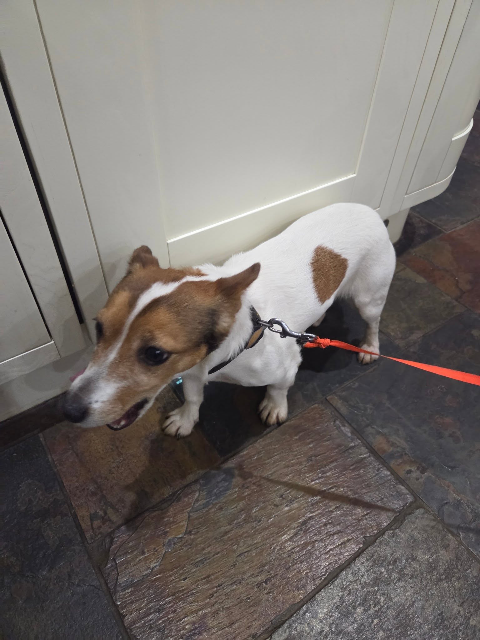 Please spread the word. We have found this lost dog wandering down Broughton/Cransley Hill. Please message me if you recognise it.