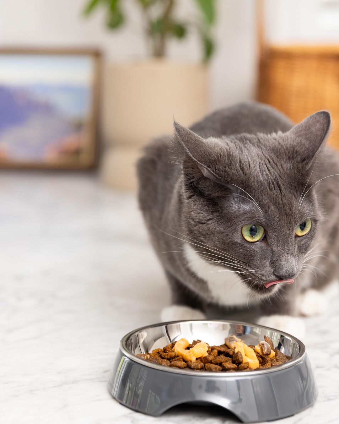 This is the easiest way to upgrade any bowl!
Your cat will love our Churu Meal Toppers.
The perfect way to keep your pet hydrated in the warmer weather!
#ChuruMealTopper #MealtimeGlowup #CatMealTopper