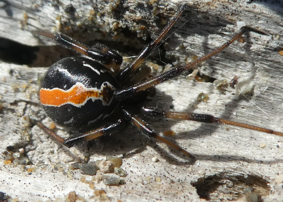 Creature Feature! Katipō spider (Latrodectus katipo)
The katipō is one of Aotearoa’s most distinctive native spiders, now nationally endangered and increasingly hard to find.
It lives almost exclusively in coastal dune systems, especially those dominated by native sand-binding plants such as pīngao and spinifex.
In Waimakariri, katipō may still persist in sections of the more intact dune habitats along the coast, particularly where native vegetation remains.
In the dunes, katipō build small, irregular webs close to the ground, often tucked beneath driftwood or dense vegetation. Their webs are designed to intercept crawling insects, which make up most of their diet.
Female katipō are small and black with a red or orange stripe along the abdomen, while males are smaller and patterned with lighter colours.
Katipō are timid and rarely encountered. They avoid disturbance and only bite when accidentally pressed against the skin, making verified bites extremely uncommon.
The species has declined significantly due to the loss of natural dune habitat, competition from introduced spiders such as the false widow, and disturbance from coastal development, vehicles, and recreation in dune systems.
Healthy dunes with strong native vegetation cover are essential for their survival, providing both shelter and stable web-building sites.
Protecting native dune plants, reducing disturbance, and restoring natural dune structure all support the recovery of this unique spider.
Let us know if you've spotted a Katipō!
Photo credit: Mark Anderson, iNaturalist