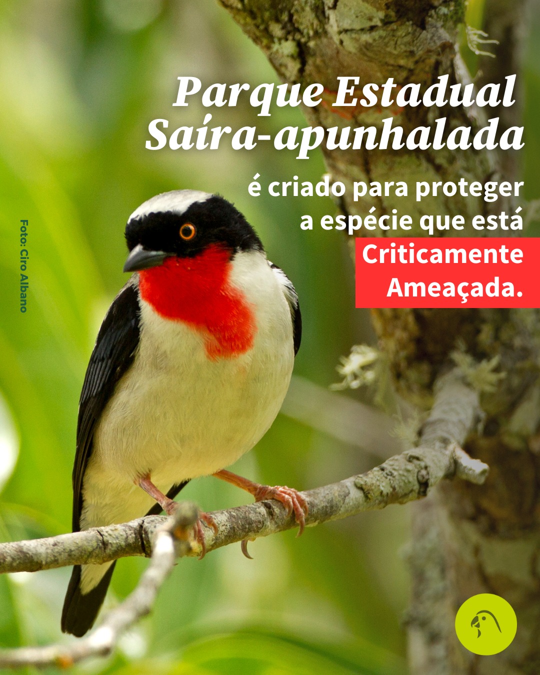 ALERTA DE BOA NOTÍCIA I Após quase 20 anos de mobilização, o Espírito Santo criou o Parque Estadual Saíra-apunhalada (PESA), uma área de 235 hectares em Vargem Alta, destinada a proteger a saíra-apunhalada (Nemosia rourei), uma das aves mais raras do mundo e Criticamente Ameaçada.
Ficamos felizes em ter feito parte dessa história. A SAVE Brasil também atuou durante anos junto ao IEMA/ES e à SEAMA/ES, elaborando estudos técnicos, discutindo limites, avaliando categorias de proteção e apoiando as consultas públicas.
O novo PESA se soma à reserva privada criada pelo Instituto Marcos Daniel (IMD), por meio do Programa de Conservação da Saíra-apunhalada, e à RPPN Águia Branca, estabelecida pelo Grupo Águia Branca, fortalecendo a proteção de um dos trechos mais importantes da Mata Atlântica no estado.
Um passo histórico para a conservação, fruto do trabalho contínuo e articulação de muitos parceiros. 💚🦜
Compartilhe essa boa notícia!
Saiba mais em www.savebrasil.org.br.