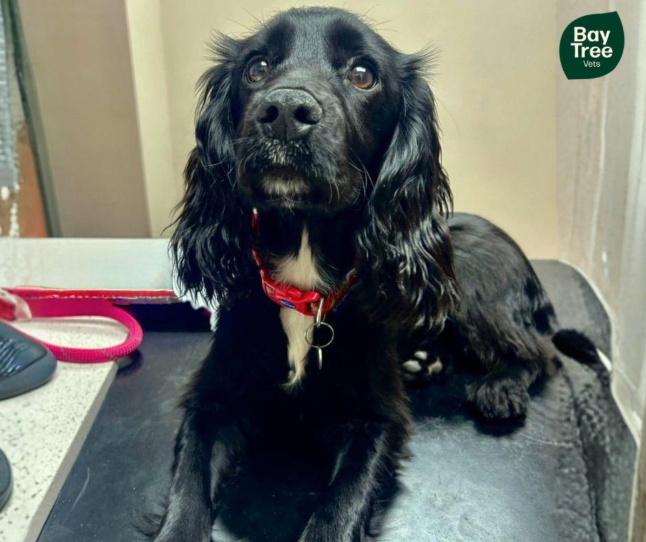 🐾 6-Month Puppy Health Checks 🐶
Did you know your puppy’s first year is the most important time for building strong foundations for lifelong health? That’s why our Practice Plan membership includes a full 6-month puppy health check!
At this visit, our nurses will:
✨ Monitor growth & development
✨ Check teeth, skin, joints and weight
✨ Discuss behavior, nutrition & training
✨ Make sure flea and worming protection is on track
✨ Answer any questions you have (no matter how small!)
Lovely Roxy was such a good girl for her first 6 month nurse health check. 💙