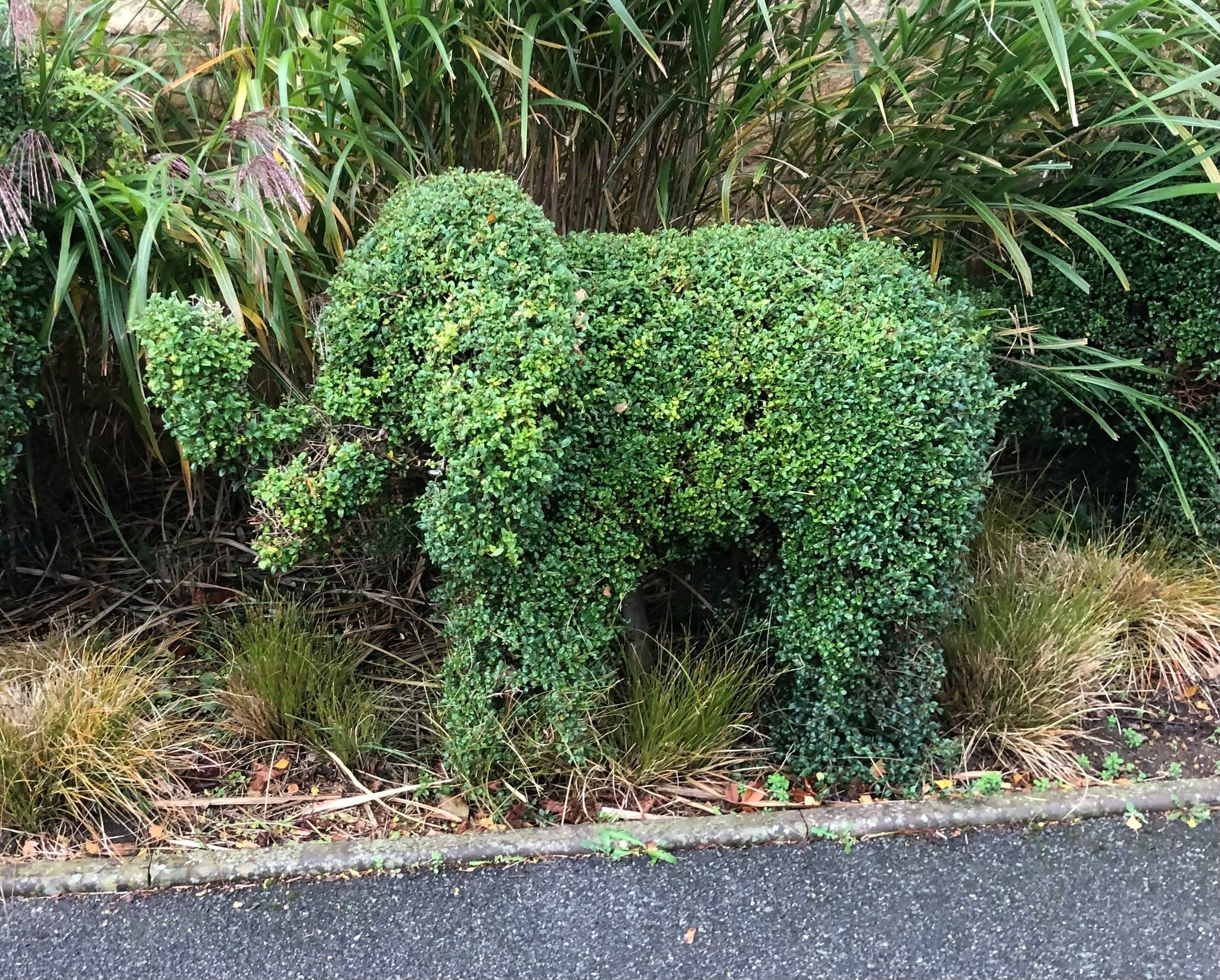 It's safari time in #Broadway. This elephant is hiding on a housing estate just off the High Street. Visit for the excellent shopping and see if you can find it!
#offbeatcotswolds #bluebadgeguide #bluebadgeguides #broadwaycotswolds #topiary #elephant
#britainsbestguides #Cotswolds #thecotswolds
#inthecotswolds #cotswoldcountry #Cotswolds_Culture #lovethecotswolds
#discoverthecotswolds #visitthecotswolds #discovercotswolds #cotswoldslife #cotswoldlife #thecotswolds
#your_cotswolds
#cotswolds #thecotswolds #cotswoldvillage #visitengland #englishvillage
#explore_britain_
#photosofengland #instabritain #europetravel