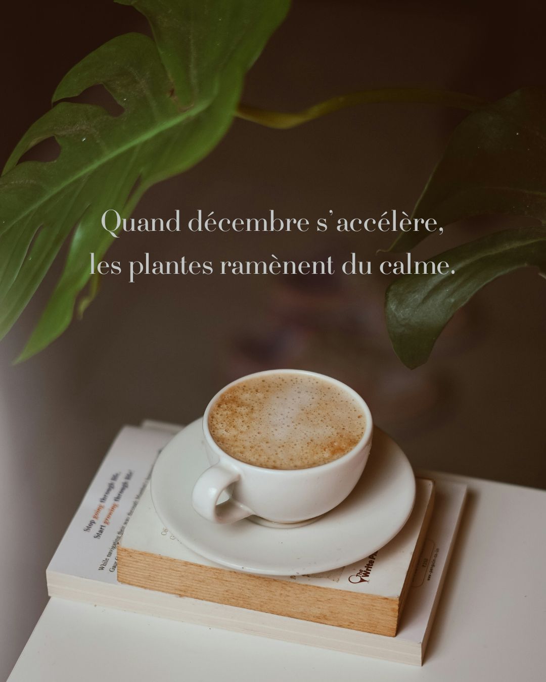 Remède aux trépidations de décembre, les plantes vertes reposent le regard, appellent à lever le pied, le temps d'une boisson chaude...
#artisanfleuristepau #pausevegetale #oravegetalpau #ideescadeaux2025
