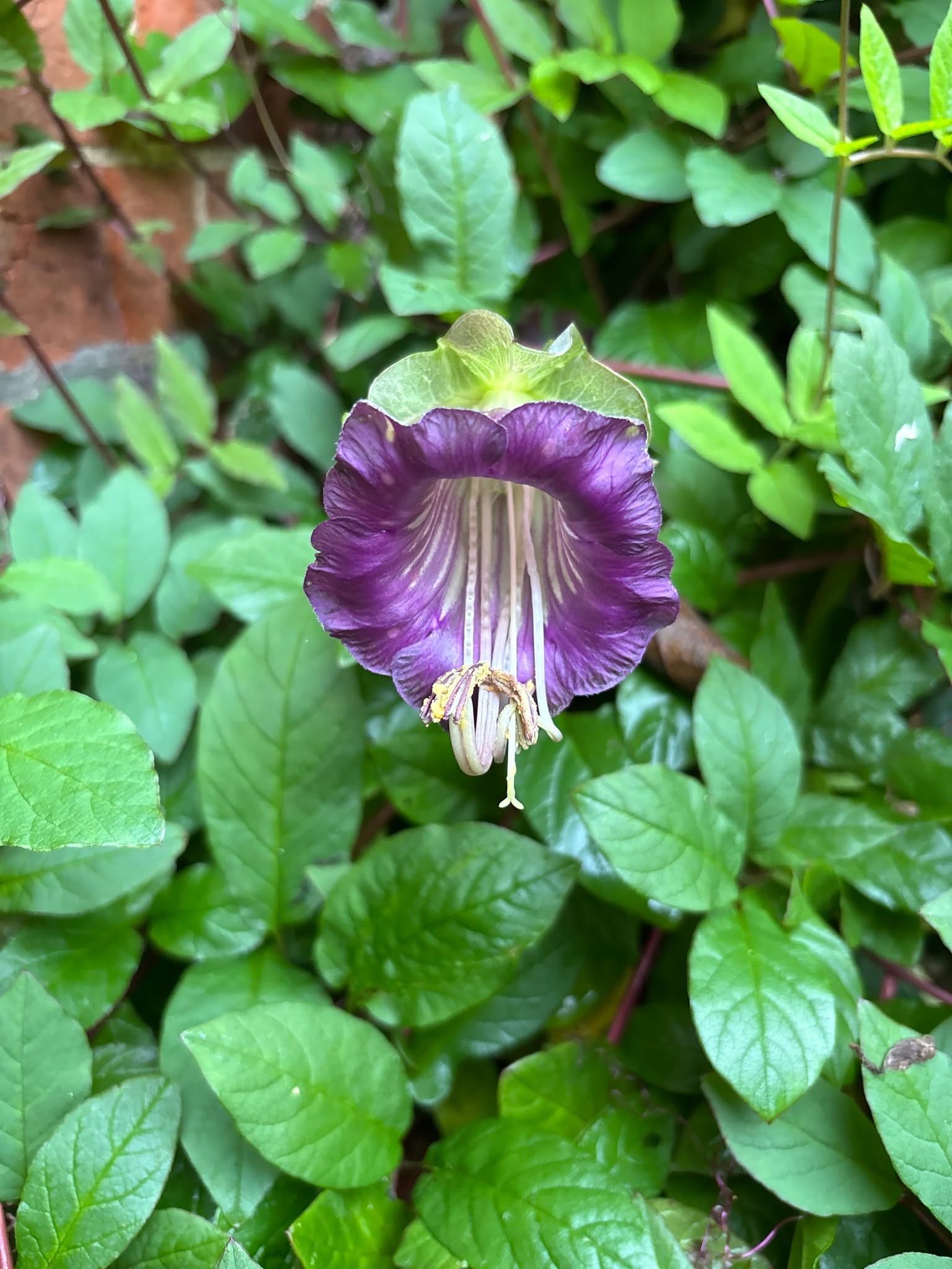 Cobaea scandens - commonly known as the cup and saucer vine.
A vigorous climber happily continuing to flower in our garden in December!
Don't forget we still have 10% off pre-orders of 2 or more items for a limited time!
This also includes, new for 2026, Cobaea scandens white!
Pre-order yours at https://www.thebotanico.com/product-page/cobaea-scandens
#plants #plantsofinstagram #plantsmakepeoplehappy