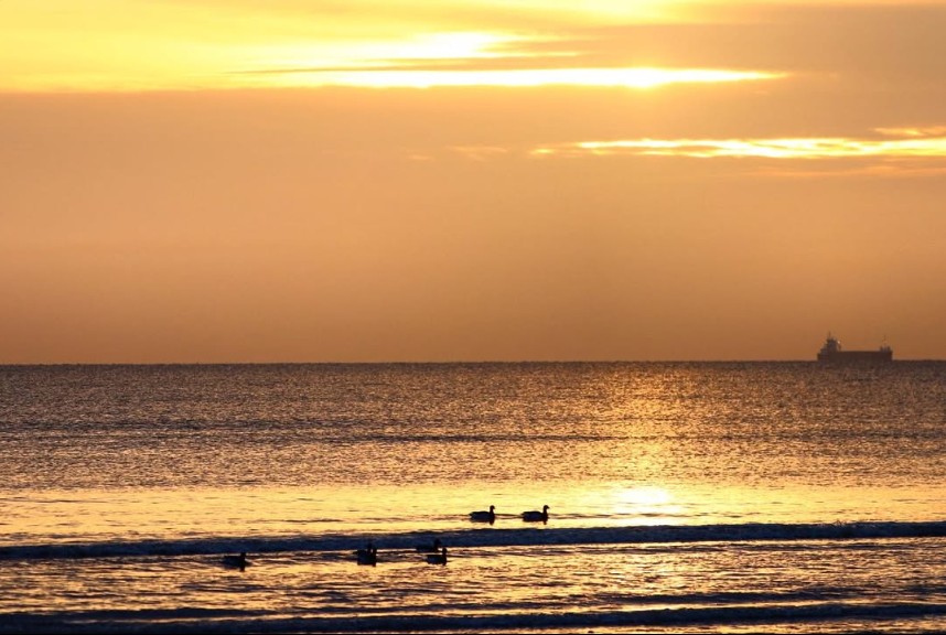 Golden hour done right 🌅🧡
Termonfeckin Beach never fails to steal the spotlight, especially when the sea glows with the last light of day. Calm waters, drifting birds, and the quiet hum of the horizon – it’s a moment of pure coastal calm.
Captured beautifully by @sarahgallagher_photography, this is one of those scenes that makes you want to pause, breathe deep, and stay a little longer...
Discover more about this beautiful gem here www.sealouth.ie/termonfeckin
#SeaLouth #IrelandsAncientEast #KeepDiscovering #See #Eat #Admire #TermonfeckinBeach #GoldenHour #VisitLouth #ScenicSeafoodTrail #NatureMoments
Credit: @sarahgallagher_photography,