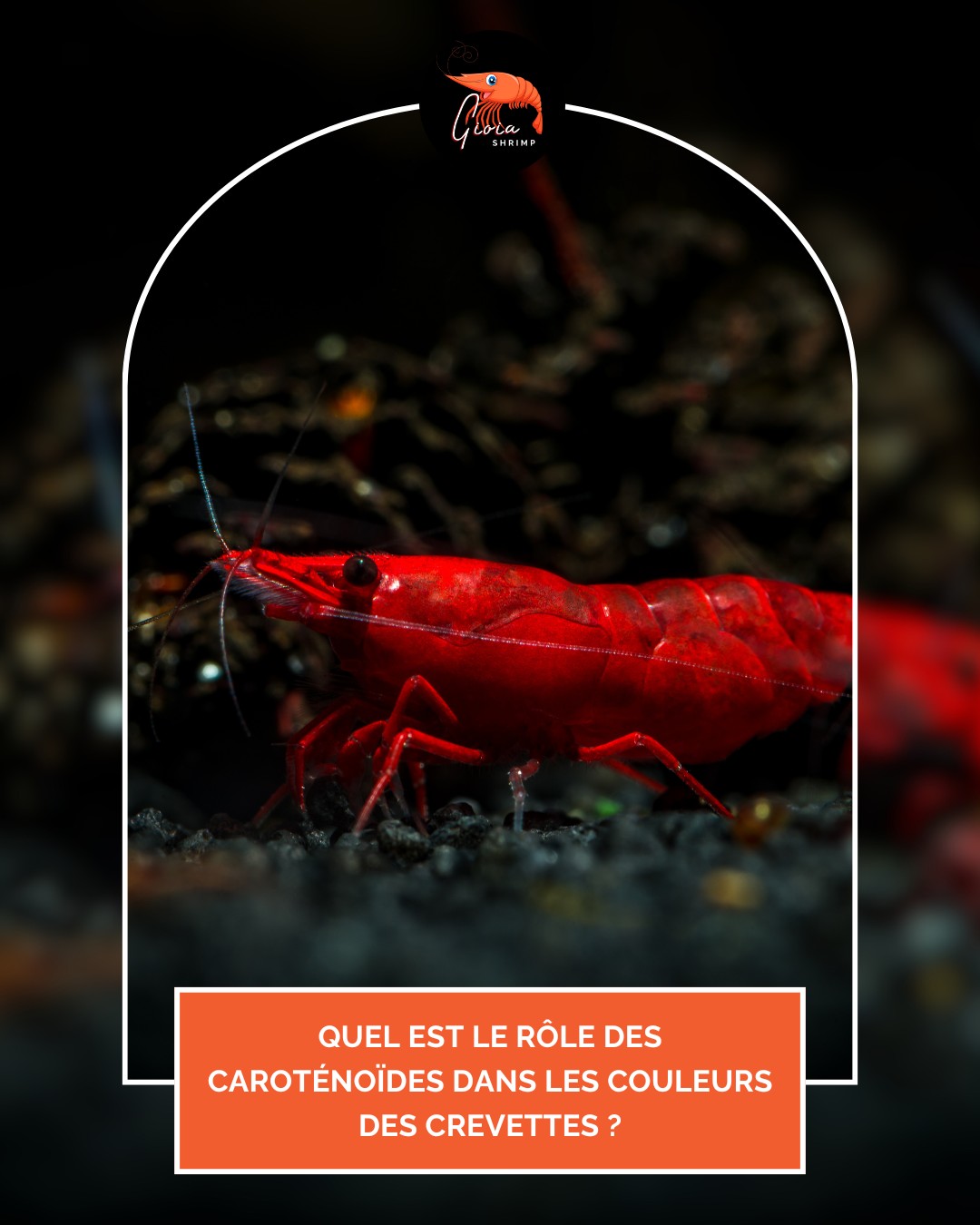 🌈🦐 Le rôle des caroténoïdes dans les couleurs des crevettes 🦐🌈
Vous vous demandez pourquoi certaines crevettes affichent des teintes plus intenses que d’autres ? La réponse se cache dans leur alimentation 👇
🔬 Les caroténoïdes sont des pigments naturels présents dans certains ingrédients comme le paprika et la spiruline.
Ils ne sont pas produits par les crevettes elles-mêmes : elles doivent les assimiler via leur nourriture.
👉 Paprika bio : riche en caroténoïdes, il accentue les rouges et oranges de vos crevettes.
👉 Spiruline bio : source de bêta-carotène, elle booste les bleus, les verts et renforce l’éclat général de la carapace.
Résultat ✅ : une intensité de couleur optimale, un aspect plus vif et une meilleure attractivité des crevettes.
🌿 Et vous, avez-vous déjà testé l’effet du paprika ou de la spiruline sur vos crevettes ?
#crevette #shrimp #shrimpkeeping #shrimpsofinstagram #shrimplife #shrimpkeeper #shrimpfood #shrimpaddict #shrimpbreeding #shrimpcollection #shrimpobsession #caridina #neocaridina #shrimpcolors #aquariumhobby #nanoaquarium #bioaquarium #shrimpkeepers #plantedaquarium #invertebrates #aquariumlife #gioiashrimp