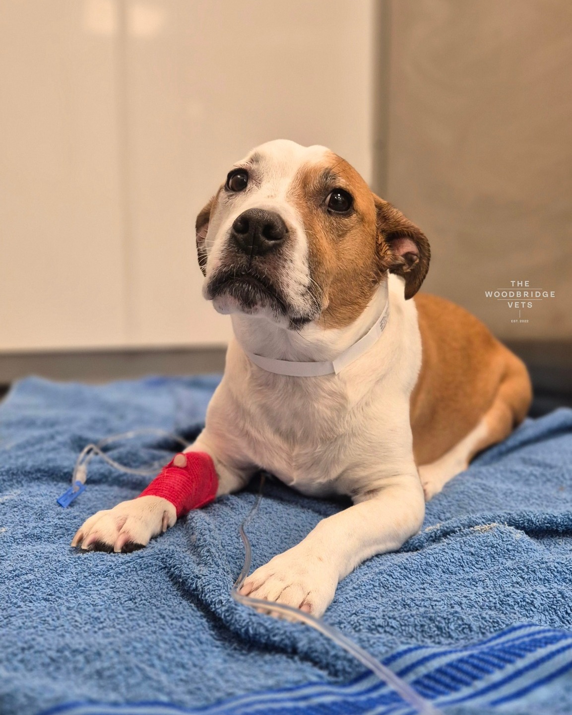 Meet Tommy. Tommy came to see our vet Laurie for lameness affecting his elbows. Even though he was sore, he stayed the sweetest, bravest boy - tail wagging, leaning in for comfort, and trying his best to be brave 💙
He recently had a CT scan, which showed he has medial coronoid disease, a type of elbow dysplasia. This happens when a small piece of bone inside the elbow joint becomes cracked or worn, causing pain, inflammation, and that “on and off” limp his owner had noticed.
The good news? Tommy has a treatment plan in place to help him feel better. He will have a procedure to remove the fragment, along with pain relief, controlled exercise, and physiotherapy to protect his joint. With Laurie and his owner by his side, Tommy has a whole team rooting for him 💙
Sweet, gentle, and brave as ever, Tommy is ready for the next step toward a happy, comfortable life 💙🐾
#thewoodbridgevets #veterinarypractice #independentpractice #veterinaryservice #veterinaryprocedure #elbowdisplaysia #ctscan #elbowarthroscopy #medialcoronoiddisease #elbowprocedure #elbowinflammation #canine #veterinarymedicine #animallovers #dogs