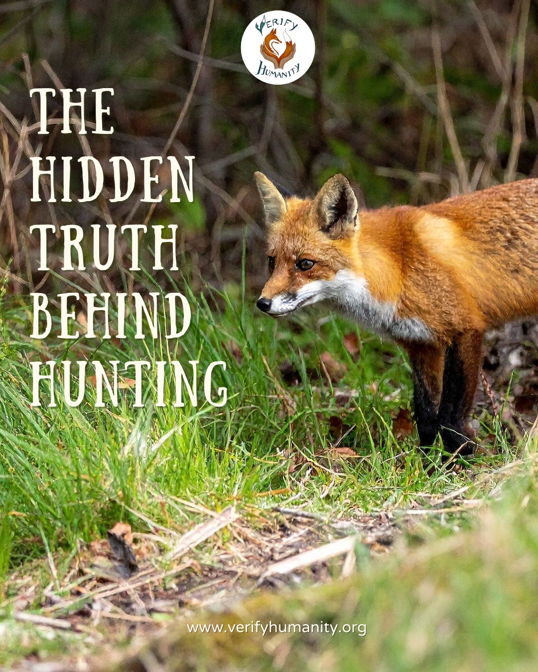 The Parliamentary Hunting Briefings at the House of Commons (Monday 20th October), hosted by Neil Duncan-Jordan MP, brought together key policing leads. Chief Superintendent Matt Longman, National Policing Lead on Hunting with Hounds, and Chief Inspector Kevin Lacks-Kelly, Head of the National Wildlife Crime Unit to address the ongoing realities of illegal hunting and the urgent need for stronger enforcement.
Their insights made one thing clear: wildlife crime remains a serious issue in the UK, and hunting with hounds continues to place animals, rural communities, and law-abiding landowners at risk. Effective policing, political accountability, and clear legislation are needed if we are to protect wildlife and end cruelty disguised as “sport.”
We are grateful to all those working to expose violations, strengthen protections, and uphold the law and we will continue pushing for meaningful change for animals who cannot speak for themselves.
#AnimalRights #EndHunting #BanTrailHunting #StopWildlifeCrime #AnimalWelfare #ProtectWildlife #HuntingWithHounds #HouseOfCommons #UKParliament #WildlifeProtection #SpeakUpForAnimals