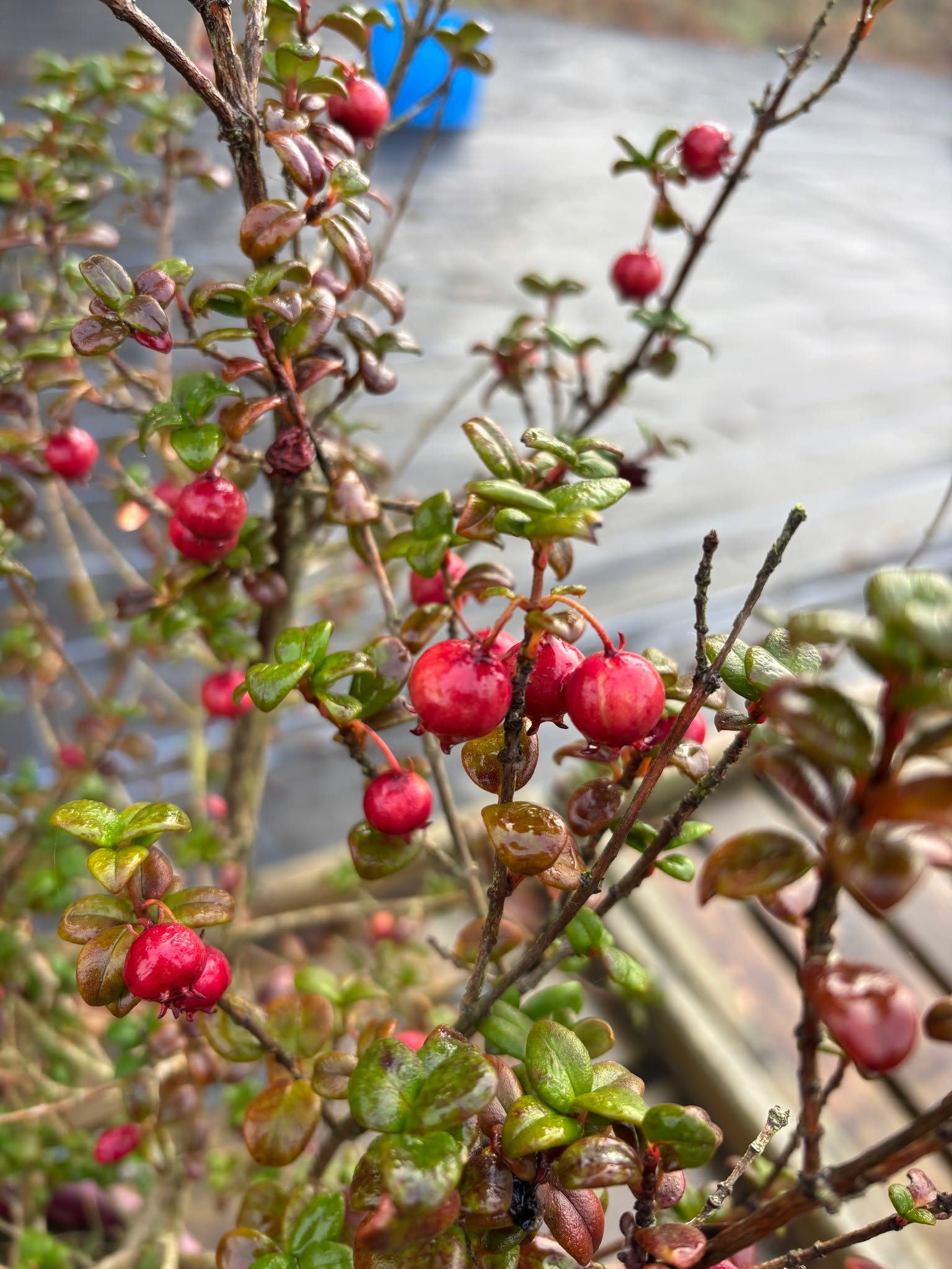 Even on these cold winter days, Ugni molinae, The Chilean Guava continues to produce its small sweet berries upon its evergreen growth! A plant full of real year-round interest.
Get yours now at https://www.thebotanico.com/product-page/ugni-molinae
#plantsofinstagram #plantsmakepeoplehappy #plants #plantsplantsplants #botanical