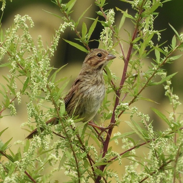 We love getting positive feedback from our community! Barbara messaged us about how much she enjoys the Lawler Trail in Lafayette, saying, “I go there often because it's great for birds, and this fall I saw a big flock of bobolinks! It’s really unusual for New Jersey, but they love the grasses in the big field.
“Many of the birds are youngsters, just born this year. So it's a good place for nesting, too. They really love those apple trees, and the pear tree. Thanks for preserving this property! It's a wonderful spot.”
TLCNJ helped Lafayette preserve this property in 2013, and then in 2023 we worked on the GPS and blazed the trail, while Sussex Tech woodshop students built the kiosk. This peaceful stretch between the Sussex Branch and Paulinskill trails offers a smaller, quieter section for visitors to enjoy.
