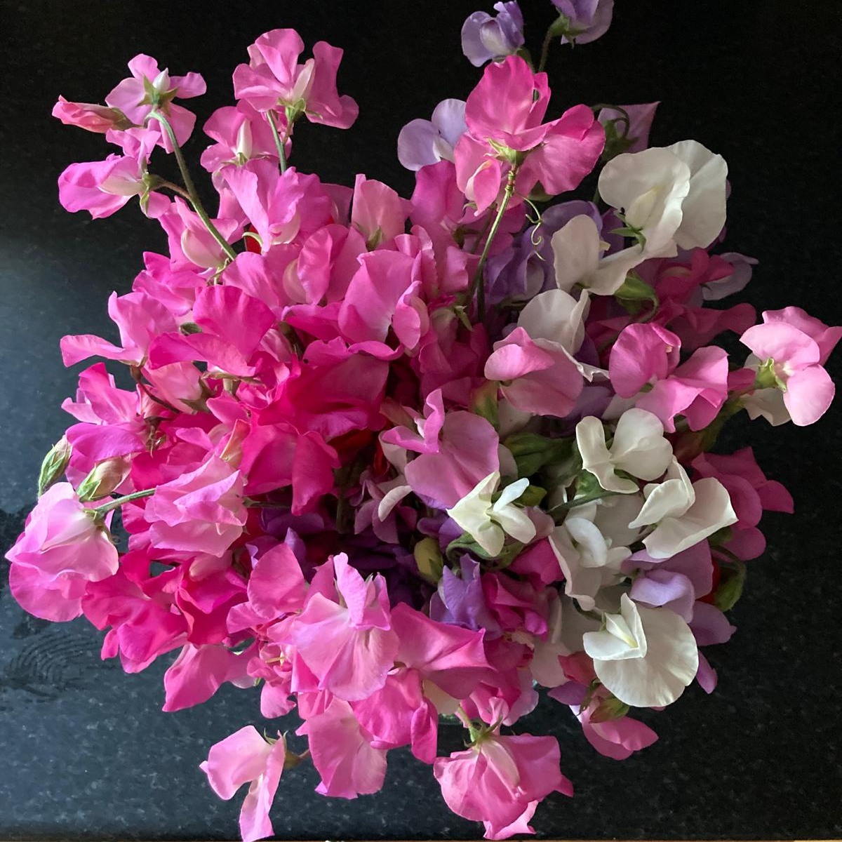 Ever wanted to grow your own cut flowers?!
Our chosen variety 'Mammoth' is an early-flowering variety with long stems perfect for cut flowers. Supplied as 12 plug plants, to give you the perfect head start to spring!
👉https://www.thebotanico.com/product-page/sweet-pea-mammoth-mix
#plantsofinstagram #plants #plantsplantsplants #plantsmakepeoplehappy #flowers #prettyflowers