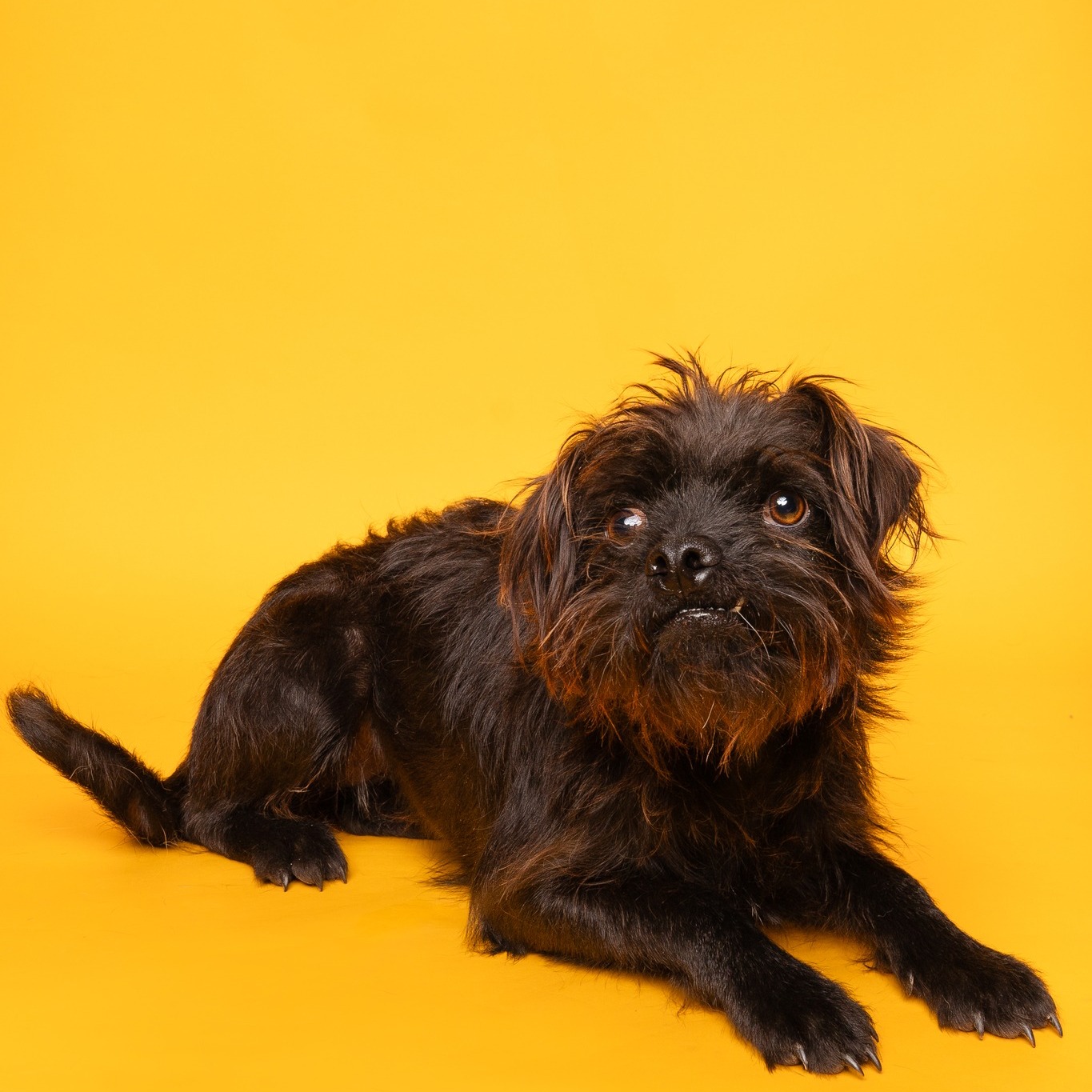 Every pet deserves a chance at a happy ending, and tomorrow’s crew is ready for theirs. 💛
Swipe through to meet just some of the adorable adoptables joining us TOMORROW at @petco Presidio from 10am–3pm.
Come find your perfect match and help create a few more forever homes. 🐾
LINK IN BIO
#HSNT #HumaneSocietyOfNorthTexas #PetcoAdoptions #AdoptDontShop #RescuePets #FureverHome #AdoptLove #PetAdoptionEvent #petco #adopt