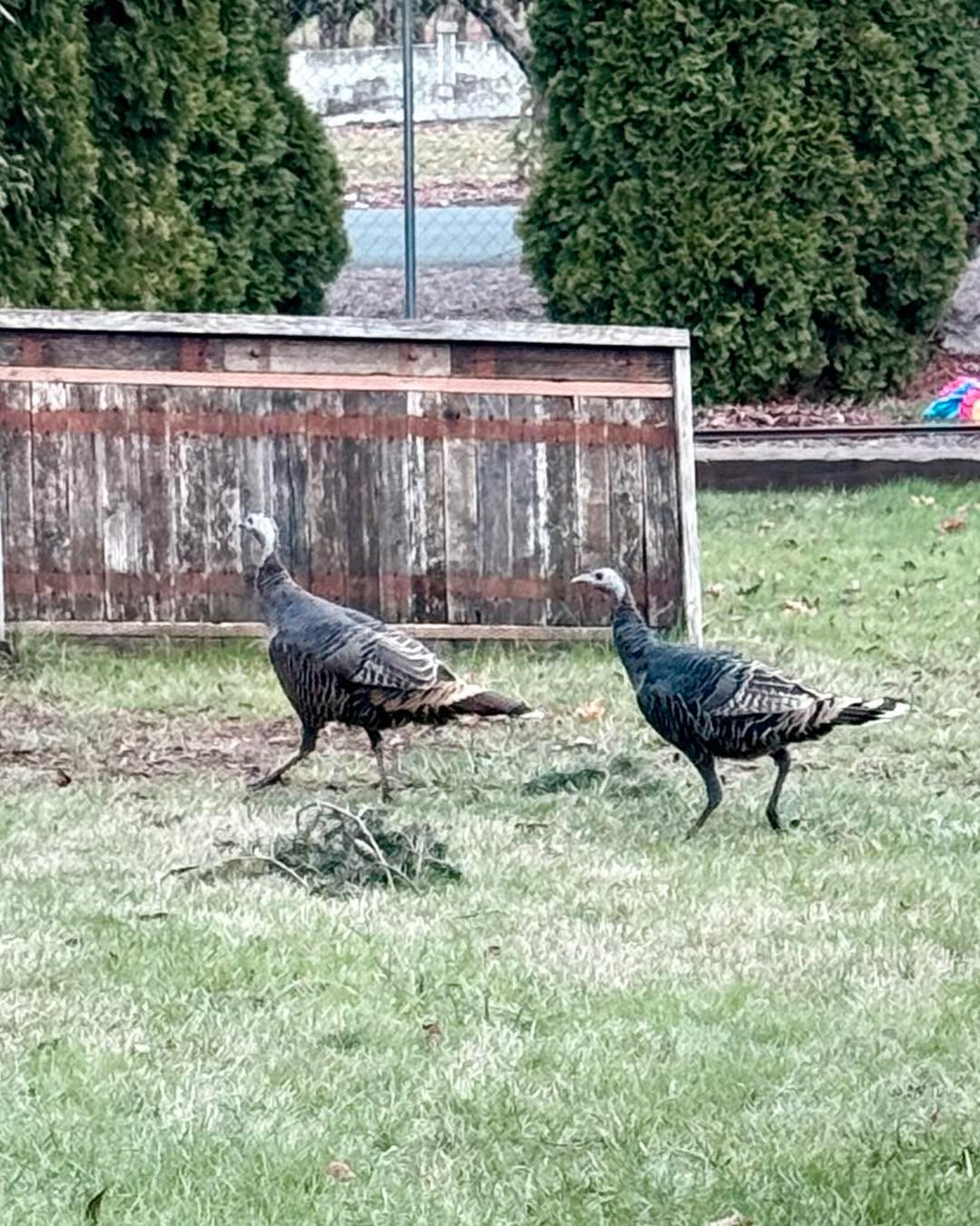 Even the Lebanon Turkeys are migrating to Tennessee Thunder for opening week. Iykyk.
See you tomorrow night π€©