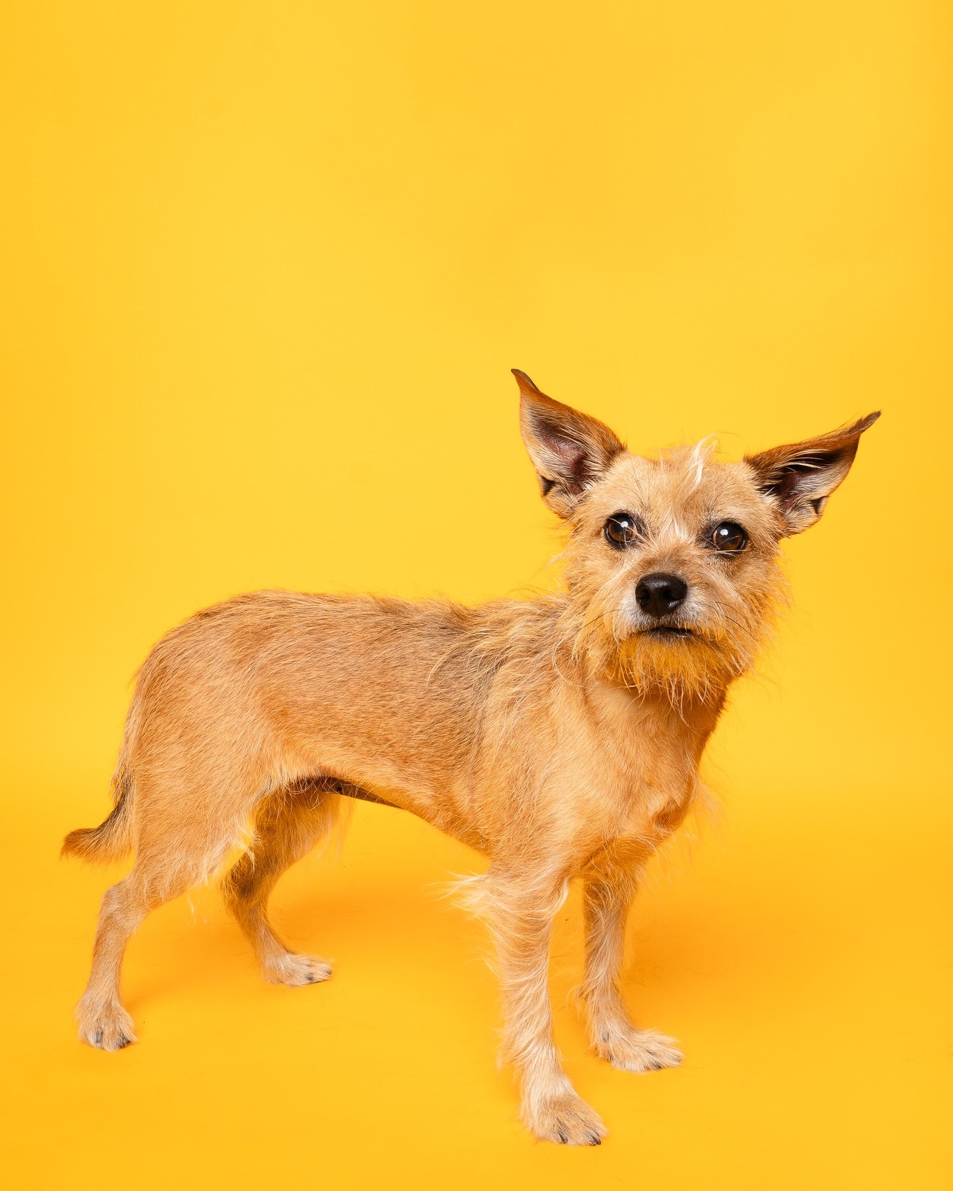 Meet Abby, a 5 year old, clinger and our @cbsnewstexas Pet of the Week..
Abby is sweet, loyal, and requires absolutely zero distance between her body and yours.
She is a devoted girl who believes she is your personal co-pilot. If you move, she moves. She considers any door closing a betrayal of the highest order, and she will stand on the other side waiting for the door to be opened. This dog is a professional clinger who simply wants to confirm you haven't left the house without her.
Abby's favorite form of appreciation is being held like a baby. This is a mandatory, non-negotiable activity in her eyes.
If you want a permanently attached shadow ready to fill your arms with endless, slightly demanding baby cuddles this holiday season, Abby is ready to commit. Visit her today at our @petsmart South Arlington Adoption Event from 10 a.m.- 3 p.m.
LINK IN BIO
#FindYourFureverFriend #RescueLove #HSNT #AdoptDontShop #PetAdoptionEvent #petsmartadoptions #petsmart #petsmartcharities #cbsnewstexas