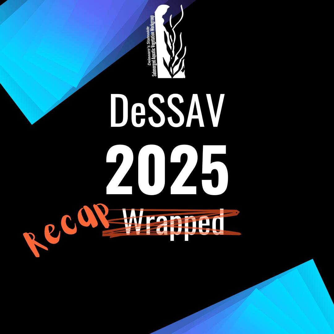 Our second year of DeSSAV coordination is officially wrapping up!
With partners across the state, we piloted Delaware’s standardized SAV monitoring protocols, surveyed new waters, documented key species, expanded outreach, and continued building the foundation for statewide SAV restoration.
Next year, we launch SAV Seekers to the public—and we can’t wait to grow this effort together. Stay tuned for more in 2026!