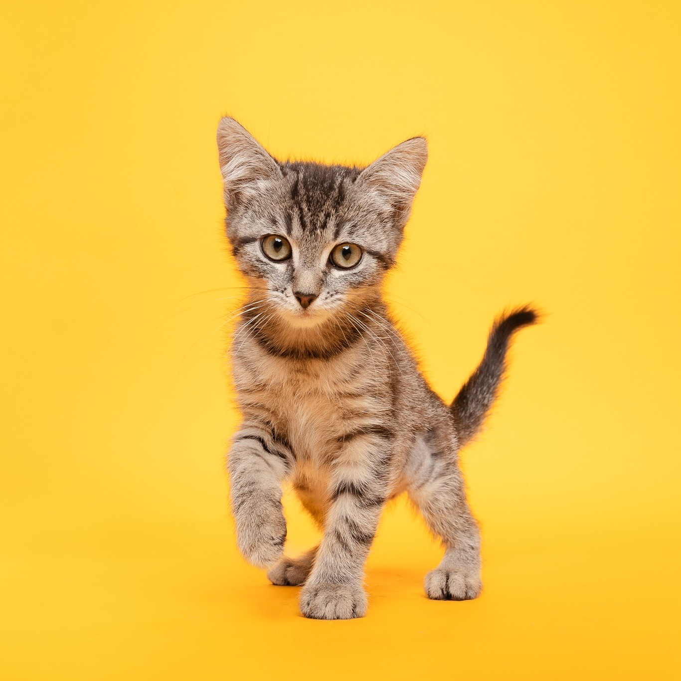 Meet HSNT’s adorable pets who are experts at stealing hearts… and occasionally your spot on the couch.
💛 𝐀𝐃𝐎𝐏𝐓, 𝐃𝐎𝐍'𝐓 𝐒𝐇𝐎𝐏, and join us for our offsite adoptions tomorrow from 10 AM–3 PM!
📍 @petsmart Montgomery Plaza
📍 PetSmart South Arlington 🐾
LINK IN BIO
#AdoptDontShop #HSNT #RescuePets #FindYourFureverFriend #PetAdoptionEvent #AdoptMe #SupportLocalShelters #RescueLove #PetAdoptionEvent #petsmart #petsmartcharities #petsmartadoptions