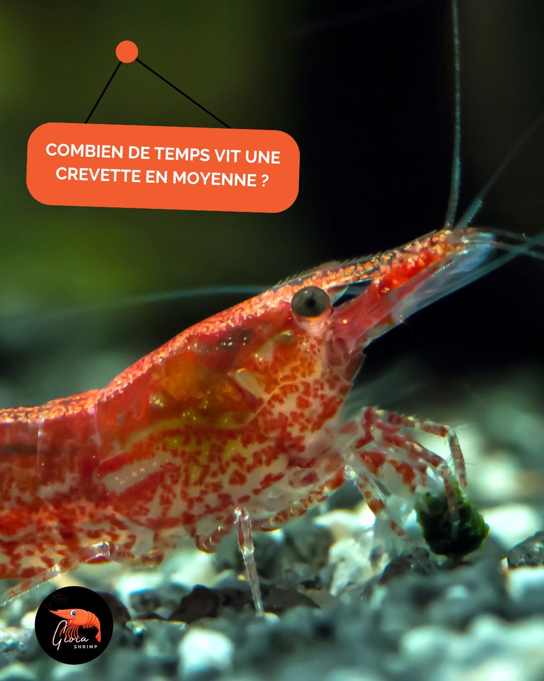 ⏳🦐 Combien de temps vit une crevette en moyenne ? 🦐⏳
La durée de vie d’une crevette d’aquarium dépend de son espèce et de ses conditions de maintenance 🔬 :
👉 Neocaridina (ex : Red Cherry, Blue Velvet…) : environ 1,5 à 2 ans.
👉 Caridina (ex : Crystal Red, Taiwan Bee…) : en moyenne 2 ans, parfois un peu plus avec des paramètres stables.
👉 Amano (Caridina multidentata) : plus robuste, elle peut vivre jusqu’à 3 ans.
✅ Une eau bien équilibrée, une alimentation variée (granulés, lollies, produits naturels) et des paramètres stables permettent souvent de prolonger cette espérance de vie.
🌿 Et vous, quelle est la plus vieille crevette que vous ayez eue dans vos bacs ?
#crevette #shrimp #shrimpkeeping #shrimpsofinstagram #shrimplife #caridina #neocaridina #amano #shrimpkeeper #shrimpaddict #shrimpcollection #shrimpobsession #shrimpbreeding #shrimpcolors #garnelen #aquariumhobby #nanoaquarium #bioaquarium #shrimpkeepers #plantedaquarium #invertebrates #aquariumlife #gioiashrimp