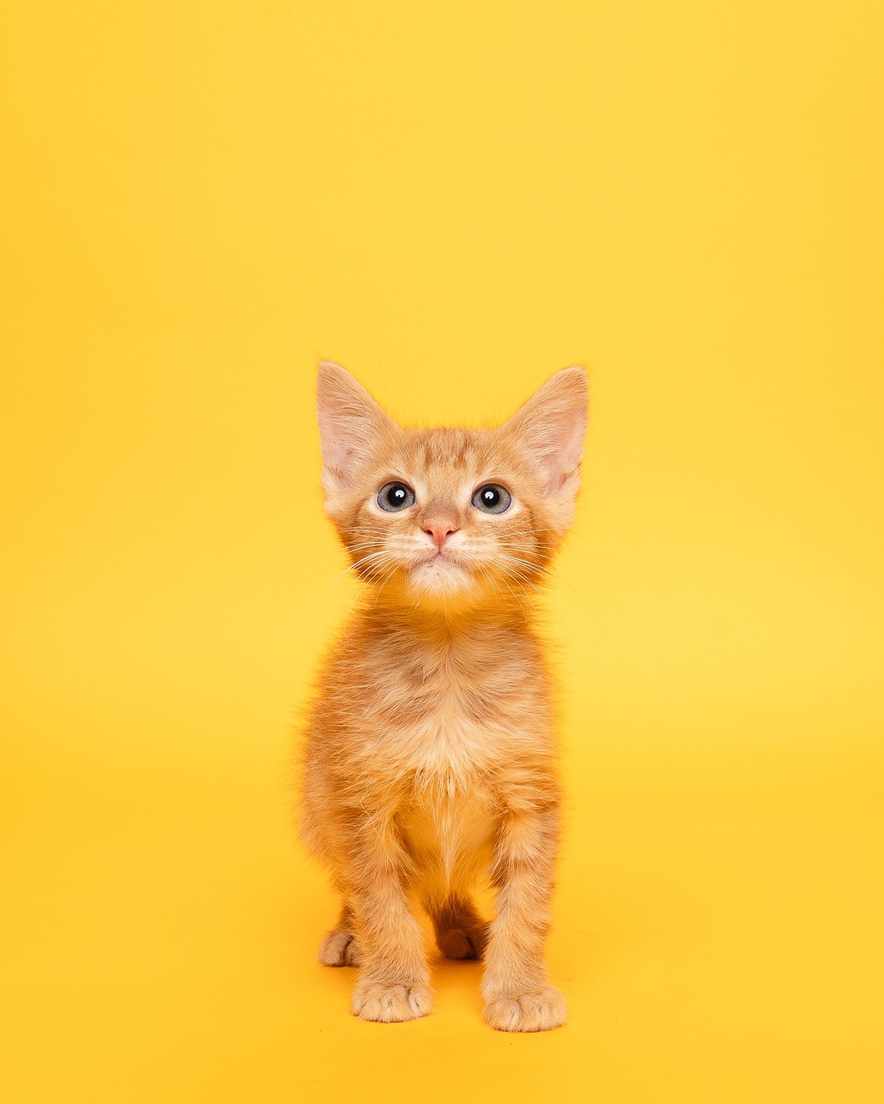 Meet 𝐀𝐜𝐨𝐫𝐧, this week’s @nbcdfw 𝐏𝐞𝐭 𝐨𝐟 𝐭𝐡𝐞 𝐖𝐞𝐞𝐤!
This 2-month-old orange short-haired tabby is equal parts fluff, charm, and a touch of that legendary orange cat chaos.
True to his name, he’s a lovable little nut currently enrolled in the orange cat shared brain cell program. When it is his turn to use the single brain cell, he focuses intensely on purring, cuddling, and chasing imaginary objects.
If you are looking for a warm, wiggly burst of joy wrapped in soft orange fur this holiday season, come meet him this 𝐒𝐮𝐧𝐝𝐚𝐲 at @petsmart 𝐌𝐨𝐧𝐭𝐠𝐨𝐦𝐞𝐫𝐲 𝐏𝐥𝐚𝐳𝐚 from 𝟏𝟎 𝐚.𝐦. 𝐭𝐨 𝟑 𝐩.𝐦. He is ready for his forever family!
𝑳𝑰𝑵𝑲 𝑰𝑵 𝑩𝑰𝑶
#FindYourFureverFriend #AdoptMe #HSNT #AdoptDontShop #petsmartadoptions #petsmart #petsmartcharities #nbcdfw