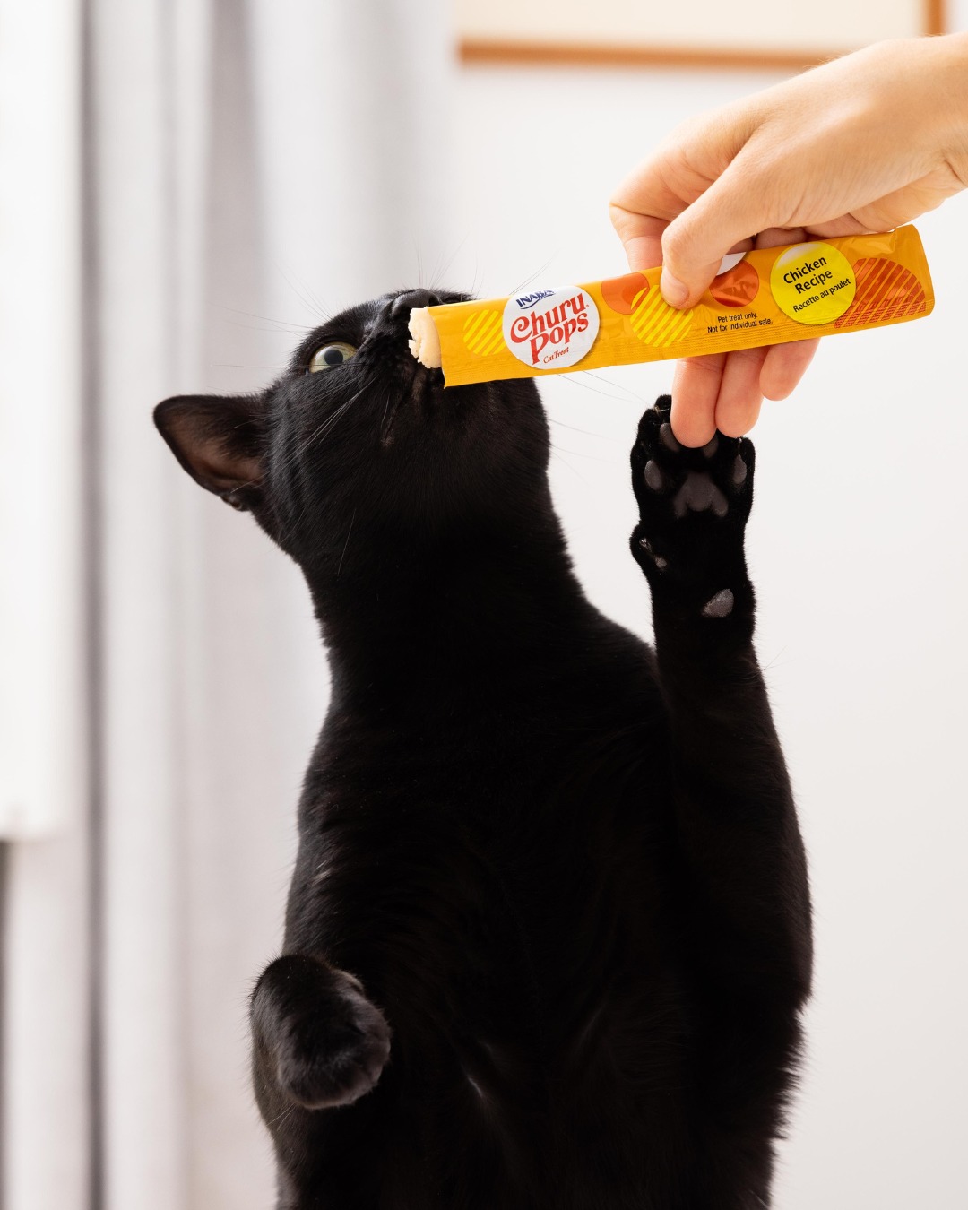 Churu Pops are packed with juicy jelly goodness, pure delight in every squeeze and a must-have treat for your furry bestie.
Available in Petstock and selected pet specialty stores!
#ChuruPops #ChuruTreats