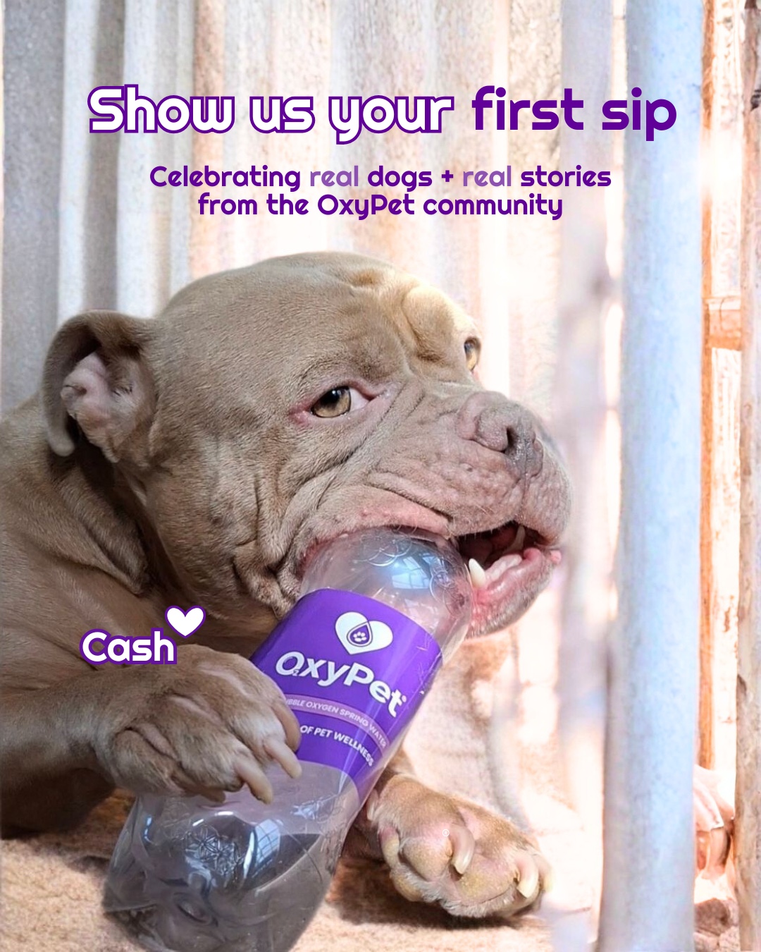 Today, it’s all about Cash, and yes… he really loves his new OxyPet bottle. 😅
Cash has been enjoying OxyPet for a while now, and his reaction to the new stronger bottle that is free from forever chemicals with 100% recycled ocean-plastic packaging says it all.
Sturdier. Smoother. Dog-approved. ✔️
Cash, you’re a star!!!
🐾 Try OxyPet for 90 days & see the difference →
https://www.oxypet.co.uk/product-page/oxypet-oxygen-water-subscription
#OxyPet #OxyPetFirstSip #DogWellness #HealthyDogs #OxyPetProtocol #FlatFacedBreeds #PetParents #DogHydration #PetCommunity