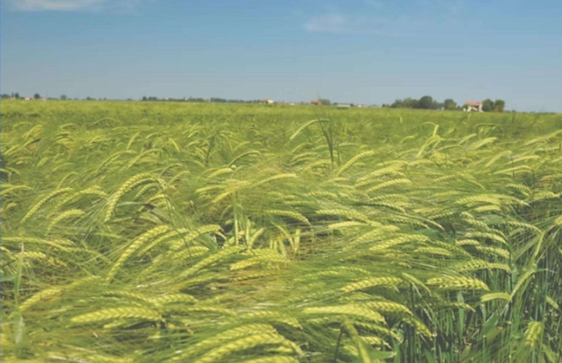 🌾 ALCANTARA (orzo distico): performance elevate e massima adattabilità
ALCANTARA è una varietà di orzo distico alternativo a ciclo medio-precoce, selezionata per garantire stabilità produttiva e qualità costante anche in condizioni climatiche variabili.
Grazie alla sua ottima resistenza al freddo e all’eccellente tenuta all’allettamento, rappresenta una scelta ideale nei sistemi di rotazione cerealicola moderni.
🔬 Caratteristiche agronomiche principali:
Ciclo vegetativo: medio-precoce, con spigatura uniforme.
Alternatività: semi-alternativa, adatta sia a semine autunnali che primaverili.
Taglia: media, con culmo resistente e spiga compatta.
Resistenza: elevata tolleranza al freddo e buona tenuta all’allettamento.
Produzione: rese elevate e costanti in differenti areali produttivi.
Granella: elevato peso ettolitrico e buona uniformità del chicco.
🌱 Punti di forza:
✅ Adattabilità a diverse condizioni pedoclimatiche.
✅ Ottimo comportamento nelle rotazioni cerealicole.
✅ Alta resa con elevata qualità di granella.
✅ Stabilità produttiva anche in annate difficili.
💡 ALCANTARA: l’orzo distico firmato SEMETICA che combina forza agronomica, qualità e affidabilità.
📲 Scopri di più su www.semetica.it
CATALOGO 2025 👉 https://lc.cx/os7kBN
#Semetica #Alcantara #OrzoDistico #AltaResa #Sementi #Agricoltura #Innovazione #Cereali #Campagna2025