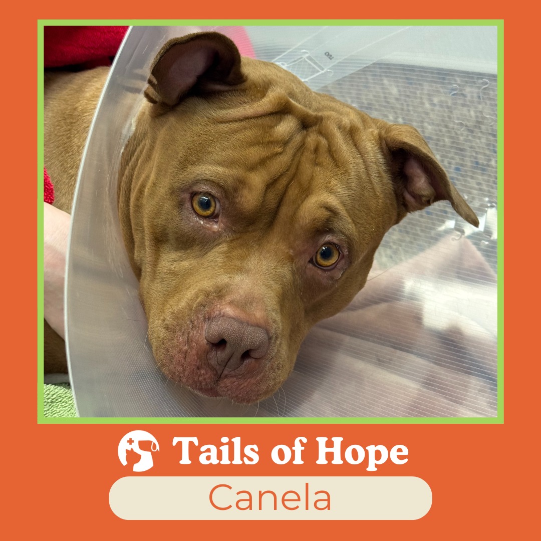 For more than a year, Canela lived with a growing mass beneath her vulva. What started as a small swelling was dismissed as a sign she might be going into heat. But as the months passed, the mass grew larger, ulcerated, and began to affect her daily life.
Her family sought help multiple times. They were told she couldn’t be spayed because of the size of the mass. They were advised to see a surgeon, but scheduling and cost barriers made it impossible. Meanwhile, Canela’s condition worsened — she began urinating more frequently, and the mass continued to open up.
By the time Canela arrived at Mission Animal Hospital, her situation was urgent. The risks were high. Removing the mass would require not only surgery, but a rare and complex reconstruction of her vaginal area.
Our doctors didn’t hesitate. With extraordinary skill and compassion, they performed the surgery, carefully reconstructing Canela’s body to give her the best chance at healing.
When she woke up, Canela’s story changed forever. What could have been a heartbreaking ending became a new beginning — because Mission said yes.
✨ Canela’s surgery wasn’t just medicine. It was a miracle of skill, compassion, and access.
At Mission Animal Hospital, we believe no pet should suffer simply because of cost or circumstance. Stories like Canela’s remind us why we exist — and why your support matters.
💌 As the year ends, you can be the reason another pet gets their second chance. 👉 Donate today and give hope: https://donate.missionah.org/a/donate-now (LINK IN BIO)