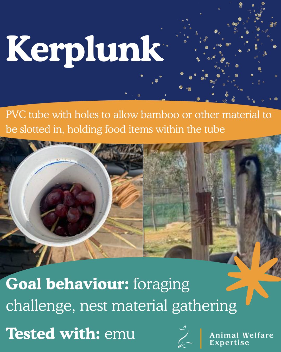 🎶 🐦 On the third day of Christmas my true love gave to me: Kerplunk! 🐦 🎶
🌟 Kerplunk🌟
Idea: The Kerplunk device mimics the classic childhood game, and here sticks are slotted through holes drilled into a tube structure to trap food items, where the birds can remove the sticks to access the reward
Species: Originally built for emu and cassowaries but suitable for many species, and could be used to encourage foraging for nest material as well
How to build: Cut a PVC tube to length, drill holes of a size to match the stick type or nesting material that you are using. The feeder could be hanging or on the ground, and food items are trapped in the middle by the sticks. This item could be varied in many ways, such as with different thicknesses of sticks, different shapes of tubes or balls, capped or uncapped on one end of the tube, and whether the item is hanging or free-moving on the ground.
Goal Behaviour: Birds investigate and remove the sticks one by one to release the food items. Could also provide nest material as part of the device to encourage problem-solving for nest-builders.
Thank you to @SydneyZoo for sharing this idea, which will soon be on the IdeaBox platform! The team said the emu got the hang of removing the sticks and may or may not have realised this was releasing the food reward - hopefully she will learn the cause and effect link with repeated exposure to the item!
📸 Credit: Australiana Team, @thesydneyzoo, Australia