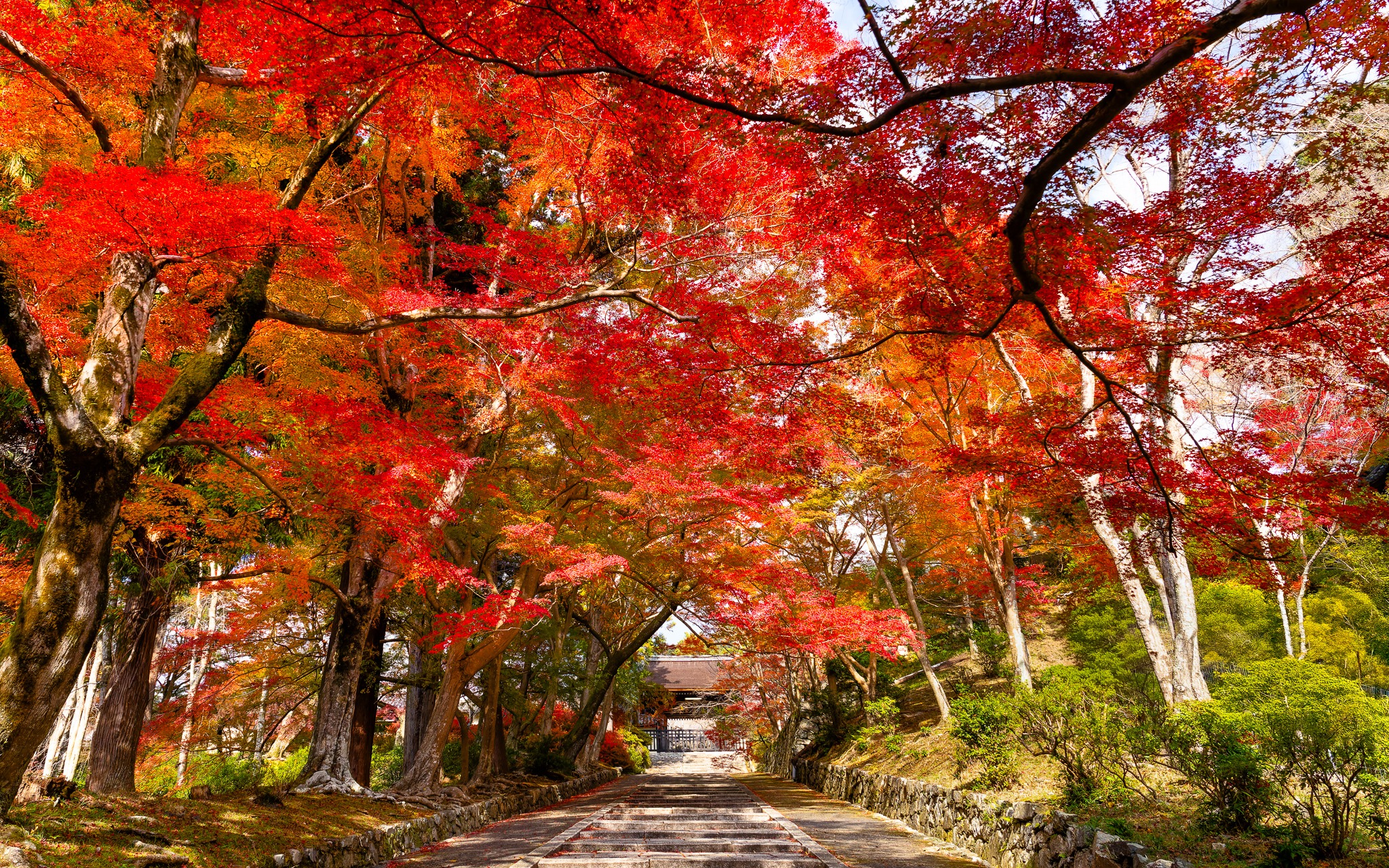 Kyoto this year put on a show with its autumn colors. It seemed like the reds were more intense that the last few years and the leaves framed every temple, pagoda and path perfectly.
Next years Japan Autumn workshop is almost full already. If you want to join us, move fast!
Shot with Sony A7CR with 24-70 GMII