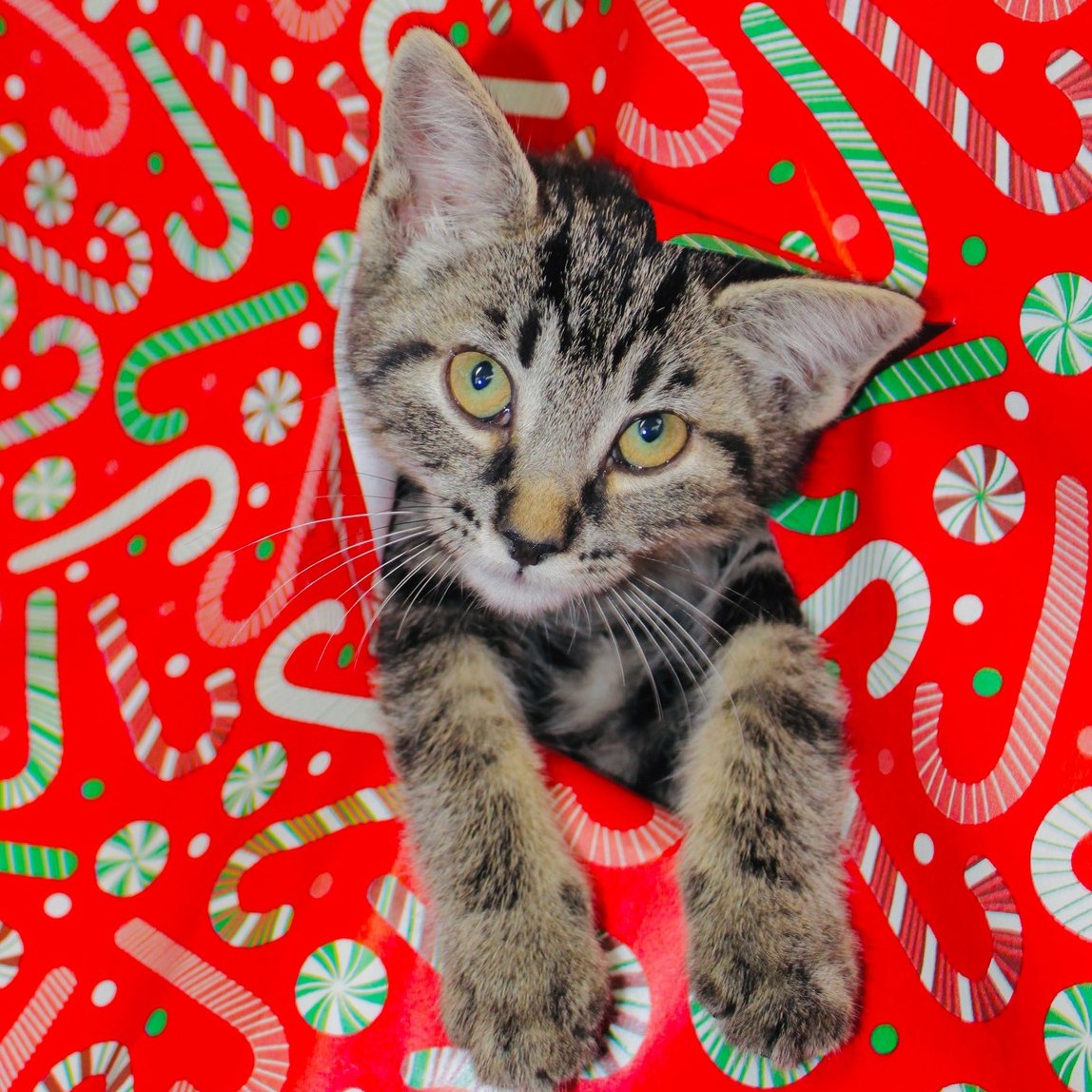 Your perfect holiday companion is here and they’ve got your heart in their paws! ❤️🎉🎁🐾
Our adoptable furballs and tail-waggers have unwrapped themselves just in time to bring cuddles, mischief, and endless holiday cheer.
Join us TODAY at @petsmart Montgomery Plaza for Yappy Hour, 2 PM–6 PM!
Get ready for cuteness overload, a dash of questionable pet breath, and maybe…your new four-legged best friend. 🐾
#FindYourFureverFriend #AdoptMe #HSNT #AdoptDontShop #petsmartadoptions #PetAdoptionEvent #petsmart #petsmartcharities #yappy #yappyhour