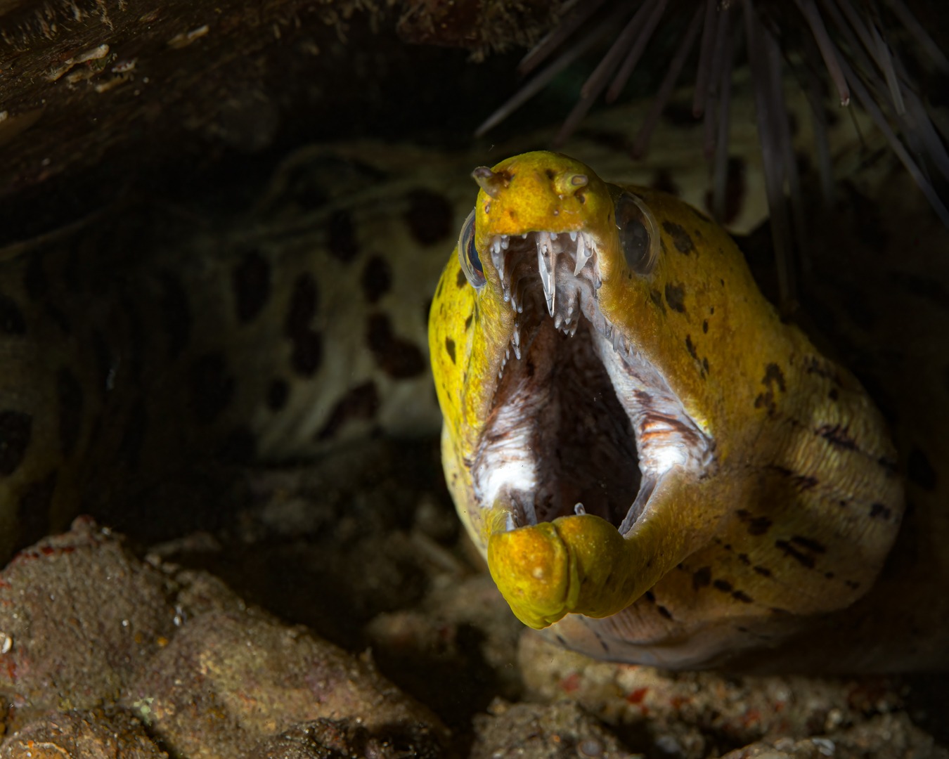 ๐
๐ข๐ฆ๐๐ซ๐ข๐๐ญ๐๐ ๐๐จ๐ซ๐๐ฒ ๐๐ญ ๐๐ฉ๐จ๐ญ ๐ ๐
Some critters donโt just appearโฆThey demand attention.
Our recent dives at Spot X have given us front-row seats to this striking Fimbriated Moray (Gymnothorax fimbriatus) โ a true apex personality with leopard-like patterning, intense gold tones and a mouth full of serious hardware.
Morays are often misunderstood โ seen only for the teeth โ but spend enough time in the water and you begin to realise thereโs a rhythm to their behaviour, a patience, a watchfulness.
This one let us linger long enough to admire every fleck, every spot, every breath. These encounters remind us why we dive, why we explore, and why we protect what lies below the surface.
Another reason Spot X continues to surprise us โ even in a year of change, the reef keeps giving.
๐ Havannah Harbour, Vanuatu โ 2025
๐ธ John Warmington
Message or visit our webpage for more details at:
๐๐๐๐ง ๐ญ๐จ ๐๐ข๐ฏ๐ ๐๐ง๐ ๐๐ข๐ง๐ ๐ง๐๐ฐ ๐๐ซ๐ข๐ญ๐ญ๐๐ซ๐ฌ?
๐๐๐.๐ฐ๐ฟ๐ถ๐๐๐ฒ๐ฟ๐๐ฝ๐ผ๐๐๐ฒ๐ฟ.๐ฐ๐ผ๐บ
Why not relax and spend a few days away โ dive and stay at Karma Waters Villa
๐ต๐๐๐ฝ๐://๐ฎ๐ถ๐ฟ๐ฏ๐ป๐ฏ.๐ฐ๐ผ๐บ/๐ต/๐ธ๐ฎ๐ฟ๐บ๐ฎ๐๐ฎ๐๐ฒ๐ฟ๐
#UnderwaterPhotography #VanuatuMoments #DiveVanuatu #itsamoray