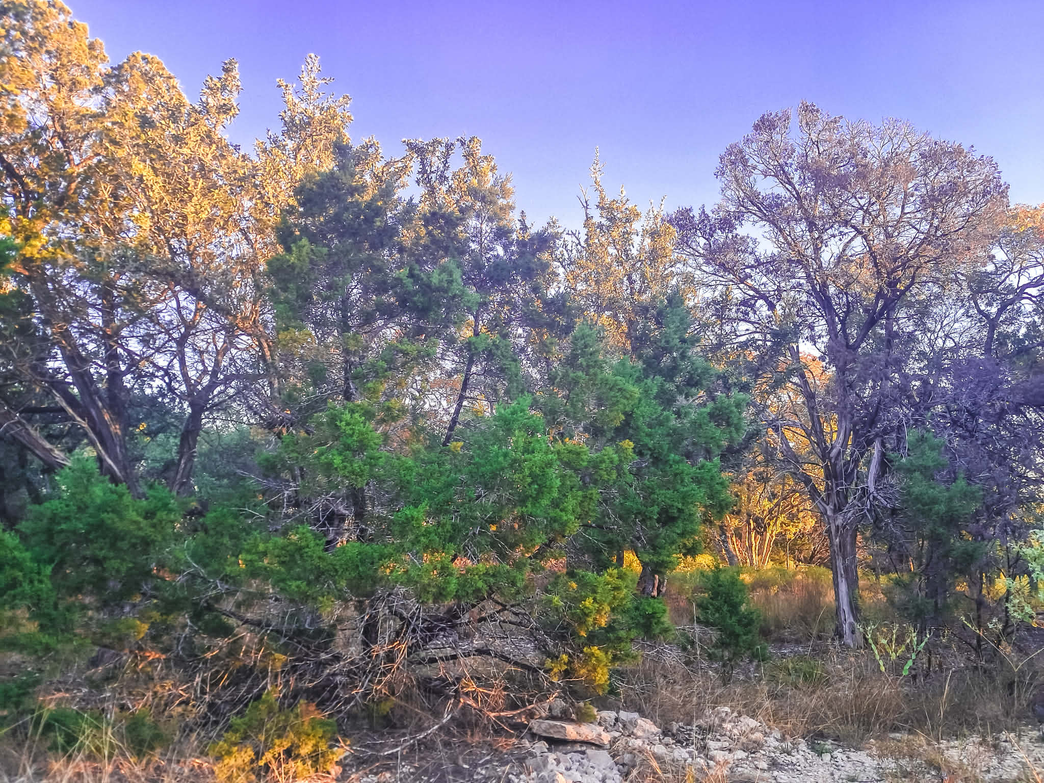 ✨ This is a snap from the patio of the trees I've been studying since we arrived earlier this week. Every wander has its lesson. Every road, its rhythm. ✨
This little stretch of country reminded me that healing doesn’t have to be dramatic — sometimes it’s just sky, earth, and a body willing to receive the quiet. 🌾🌤️
The Hill Country is teaching me her language one plant, one shadow, one breeze at a time. 🌬️🌿 There is medicine in these wild places — physical, spiritual, ancestral. ✨🪶
This morning I stood still and let the land speak first. 🌄🤍
#WanderingsOfASpiritualist
#TexasHillCountry
#ListeningToTheLand
#SpiritOfPlace
#AncestralConnection
#SacredLandscapes
#CountryMagic
#EarthMedicine
#NatureHeals
#WanderWithMe
#SpiritualJourney
#EverydayRitual
#HillCountryMagic
#WildSoul
#LandWhispers