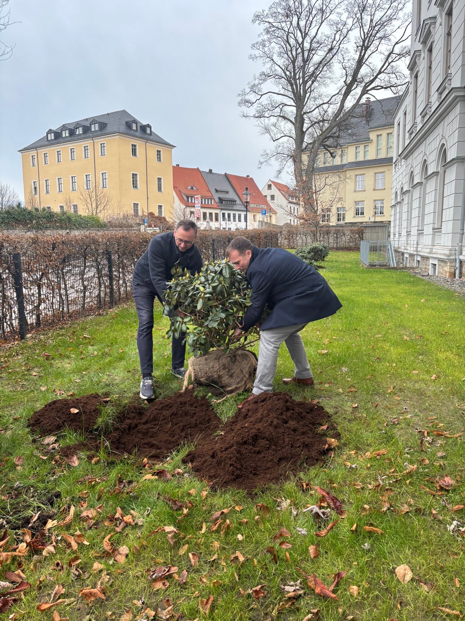 Ein lang gehegter Wunsch ist in Erfüllung gegangen: Vor dem Geschwister-Scholl-Gymnasium, Haus Albertinum, stehen nun wieder – wie schon früher – Rhododendronbüsche. Frau Trobsch, die ehemalige Schulleiterin, hatte dies angeregt, denn bis zur Sanierung schmückten Rhododendren das Haus Albertinum.
Möglich geworden ist die Neupflanzung vor allem durch die Unterstützung des Fördervereins sowie durch Frau Trobsch, die das Vorhaben mit großzügigen Spenden ermöglicht haben.
Heute haben wir gemeinsam mit den Mitarbeitern des Gebäudemanagements, unterstützt durch die Baumschule Freiberg, der Schulleiterin Frau Salomon und dank der Hilfe des Fördervereins des Geschwister-Scholl-Gymnasiums, die neuen Rhododendren gepflanzt. Dabei wurde selbstverständlich darauf geachtet, Sorten auszuwählen, die nicht in die Höhe wachsen, um die Bedingungen im Schulgebäude nicht zu beeinträchtigen.
Zuvor waren an der Fläche umfangreiche Arbeiten notwendig. Nun präsentiert sich der Bereich pflegeleicht, denn die alten Bodendecker waren überwuchert und sehr pflegeaufwendig.
So entsteht vor dem Albertinum wieder ein freundlicher und einladender Anblick, der viele Jahre Freude bereitet