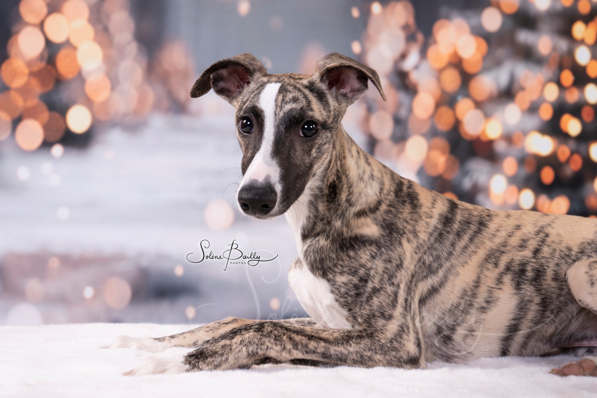 🎉Félicitations à Capucine et ses enfants qui vont recevoir un cadeau surprise suite au tirage au sort qui a désigné leurs adorables chiens Rio et Yuki vainqueurs !
J’adore ces séances où l’on partage de véritables moments d’émotion... 🥹et lorsque des clients repartent avec les larmes aux yeux de bonheur en découvrant leurs photos imprimées sur place, c’est dans ces moments-là que mon travail prend toute sa valeur et me rappelle pourquoi j’aime autant ce métier. ❤️📸
Si vous aussi vous souhaitez organiser un Shooting photo animalier dans vos locaux comme JMT Cholet, sur le thème de Noël ou autre, n'hésitez pas à me contacter et nous pourrons planifier cela ensemble pour immortaliser le regard de dizaines de compagnons à 4 pattes et leur complicité avec leurs humains !
.
.
.
.
#Cholet #Photographie #ShootingPhoto #JMTCholet #restezconnectés #Concours #SurpriseÀGagner #TirageAuSort #photo #gagnant #winner #noël #noel2025 #cadeau #cadeau2025 #cadeaux #cadeauxdenoel #cadeauxdenoël #shooting #shootingphoto #shootingnoel #shootingphotography #seancephoto #seancephotonoel