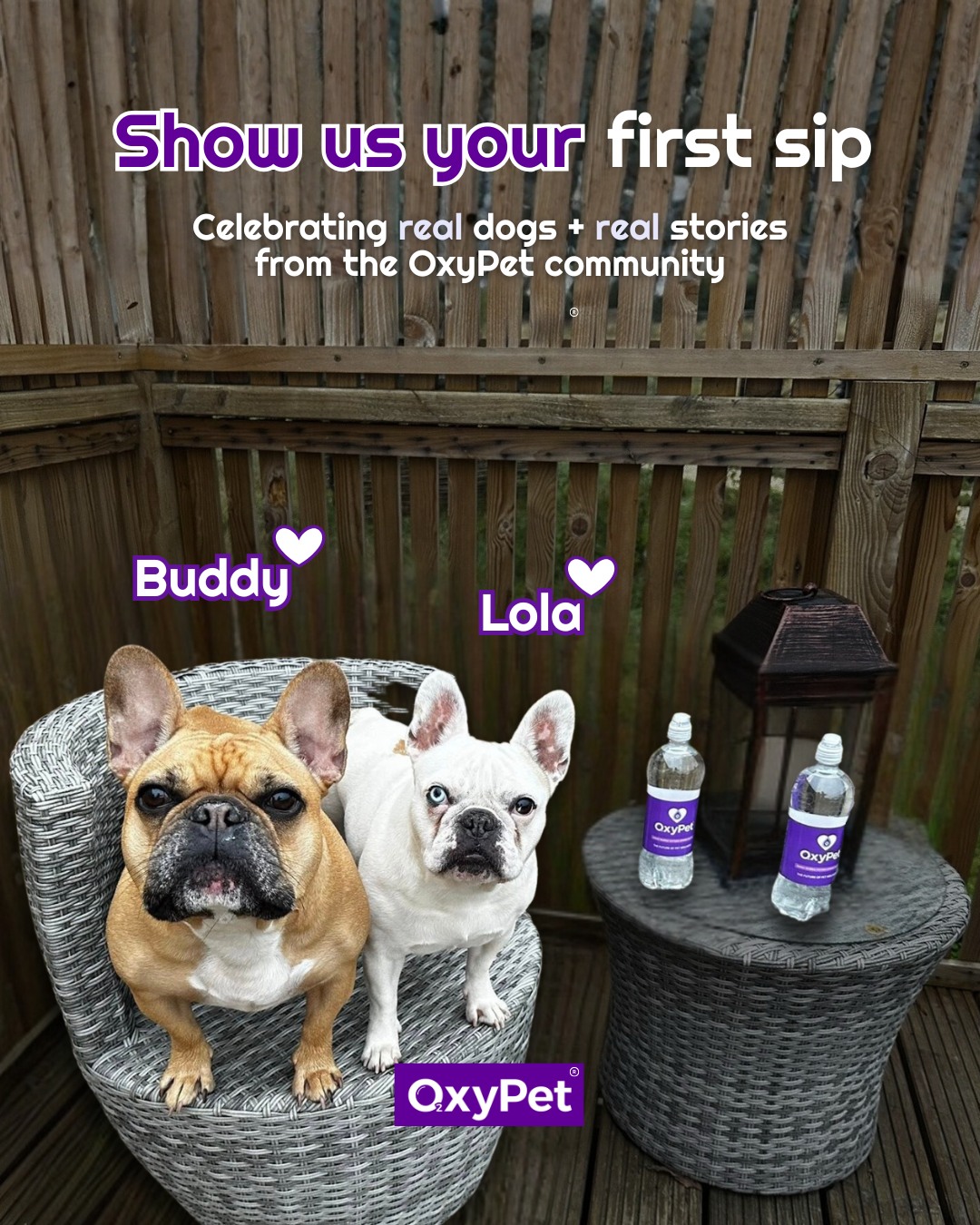 Meet Buddy & Lola! 💜
Today’s spotlight shines on Buddy & Lola, two Frenchie besties who have officially joined the OxyPet community takeover.
These two are proud OxyPet drinkers who know exactly where the good stuff is kept. 👀
Their human shared that the second the box arrives, Buddy is sniffing it out and Lola is straight in for her first sip!
We’re celebrating real dogs + real stories from the pups who make this community what it is, joyful, supportive, and full of personality.
💜 Want to join the series? Submit your pup’s first sip in our private Facebook community.
🐾 Try OxyPet for 90 days & feel the difference →
https://www.oxypet.co.uk/product-page/oxypet-oxygen-water-subscription
#OxyPet #OxyPetFirstSip #DogWellness #FlatFacedBreeds #HealthyDogs #PetParents #OxyPetProtocol #DogHealth #PetCommunity