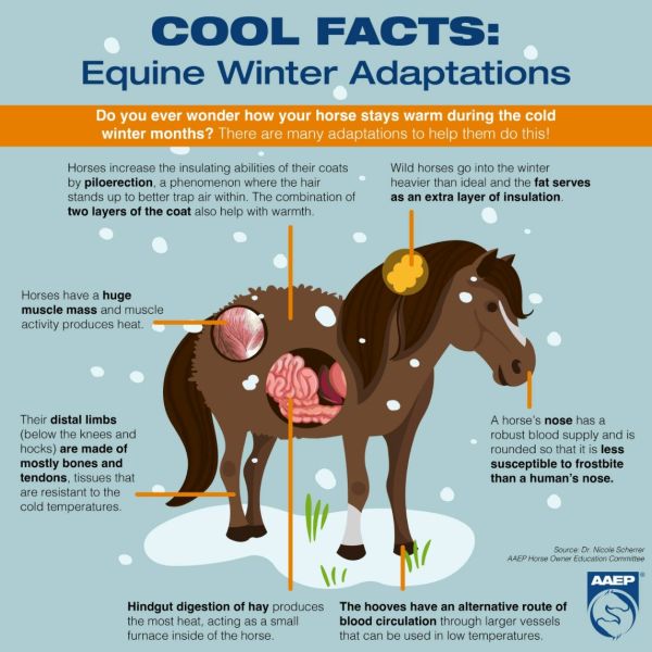 It's getting chilly out here! Here's a few ways that horses adapt to cooler temperatures; they're pretty special (and fuzzy).
