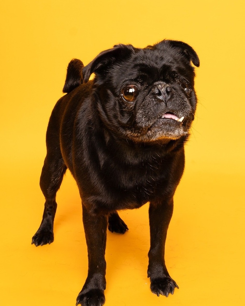 𝐄𝐯𝐞𝐫𝐲 𝐩𝐞𝐭 𝐝𝐞𝐬𝐞𝐫𝐯𝐞𝐬 𝐚 𝐬𝐚𝐟𝐞 𝐩𝐥𝐚𝐜𝐞 𝐭𝐨 𝐜𝐚𝐥𝐥 𝐡𝐨𝐦𝐞, and every pet owner deserves a friend like no other.
Join us 𝐓𝐎𝐌𝐎𝐑𝐑𝐎𝐖, from 𝟏𝟎𝐀𝐌 𝐭𝐨 𝟑𝐏𝐌 at our offsite adoption events to find your very own unique companion.
📍@petsmart 𝐌𝐨𝐧𝐭𝐠𝐨𝐦𝐞𝐫𝐲 𝐏𝐥𝐚𝐳𝐚
📍 PetSmart 𝐒𝐨𝐮𝐭𝐡 𝐀𝐫𝐥𝐢𝐧𝐠𝐭𝐨𝐧
𝐋𝐈𝐍𝐊 𝐈𝐍 𝐁𝐈𝐎
#AdoptDontShop #HSNTAdoptions #RumiAndBlanca #FureverHome #pugsforadoption #AnimalRescue #FindYourFureverFriend #AdoptMe #HSNT #petsmart #petsmartcharities #petsmartadoptions #PetAdoptionEvent