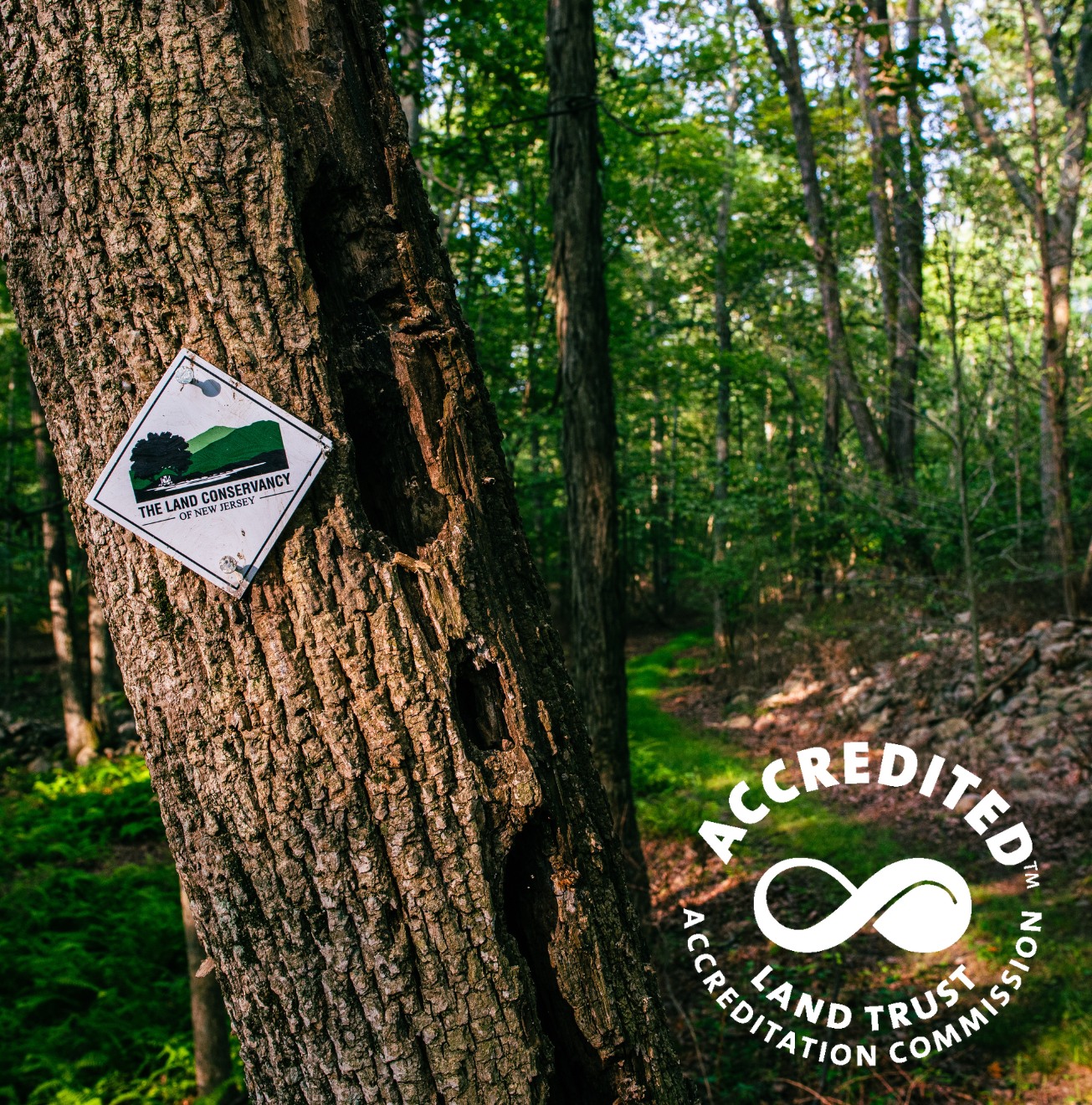 The Land Conservancy of New Jersey is pleased to announce that we're applying to renew our accreditation with the Land Trust Accreditation Commission, which recognizes land conservation organizations that meet national quality standards for protecting land for open space, recreation, watershed protection, and farmland.
TLCNJ was first accredited in 2009. “As an accredited land trust, The Land Conservancy upholds the highest professional standards for acquiring and preserving land,” states David Epstein, president of the organization. “We are part of a nationwide effort by non-profit land trust organizations to ensure land is permanently protected to leave a legacy of clean water, clean air, and healthy places to work, live, and play.”
Read more at www.tlc-nj.org/post/accreditation-renewal