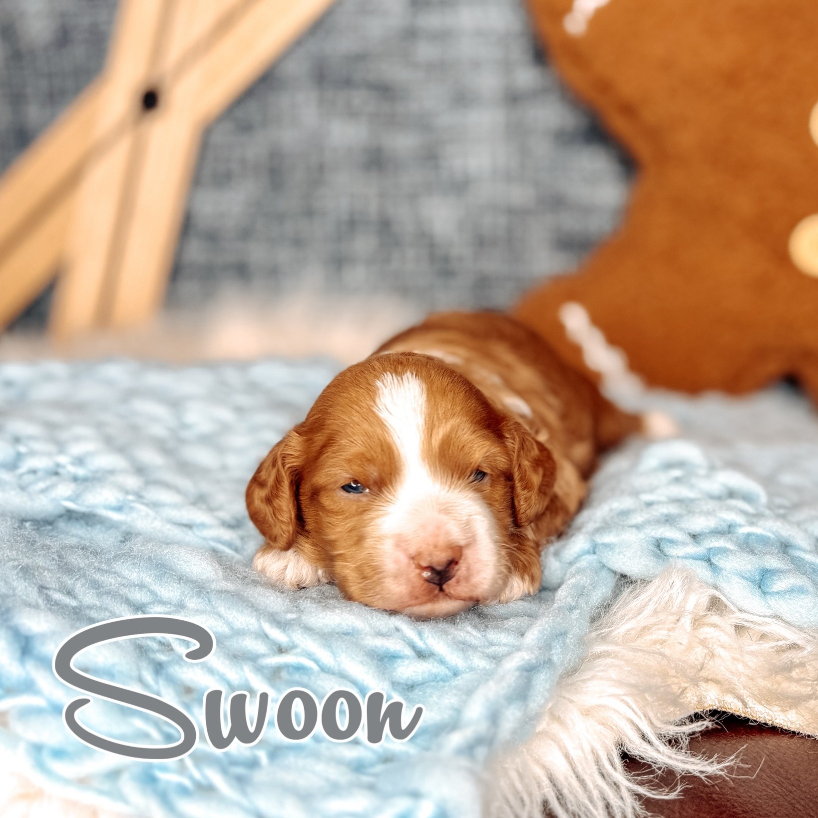 Little Love Notes are here… and our hearts can barely handle it. 💕
Introducing Whisper, Bliss, and Swoon — two boys and one girl — tiny treasures wrapped in silky fleece and sweetness.
This special trio marks the arrival of Ruby’s retirement litter and one of our all-time favorite micro-mini pairings with Barkley. Their puppies have always carried that unmistakable “micro-mini magic”… and these three are no exception.
Expected to be 10–14 lbs full grown, these babies are everything we love about authentic Australian Labradoodles — gentle, social, intuitive, people-focused, and full of the kind of joy that settles beautifully into a home.
And if they’ve already caught your attention… don’t wait long.
We have one special spot left for this litter — and he won’t last long. 🐶
We can’t wait to watch Whisper, Bliss, and Swoon sprinkle love into their future families’ lives.
#SouthernMeadowsDoodles #SMDPups #AustralianLabradoodle #AustralianLabradoodlesOfInstagram #AuthenticAustralianLabradoodle #LabradoodleBreeder #LabradoodlePuppies #MicroMiniLabradoodle #MiniLabradoodle #ALD #PuppyLove #PuppyUpdates #BreederLife #DogsofInstagram #PuppyAnnouncement #MultigenerationalLabradoodle #FleeceCoatLabradoodle #FamilyRaisedPuppies #PuppyCultureRaised #BestPawForward