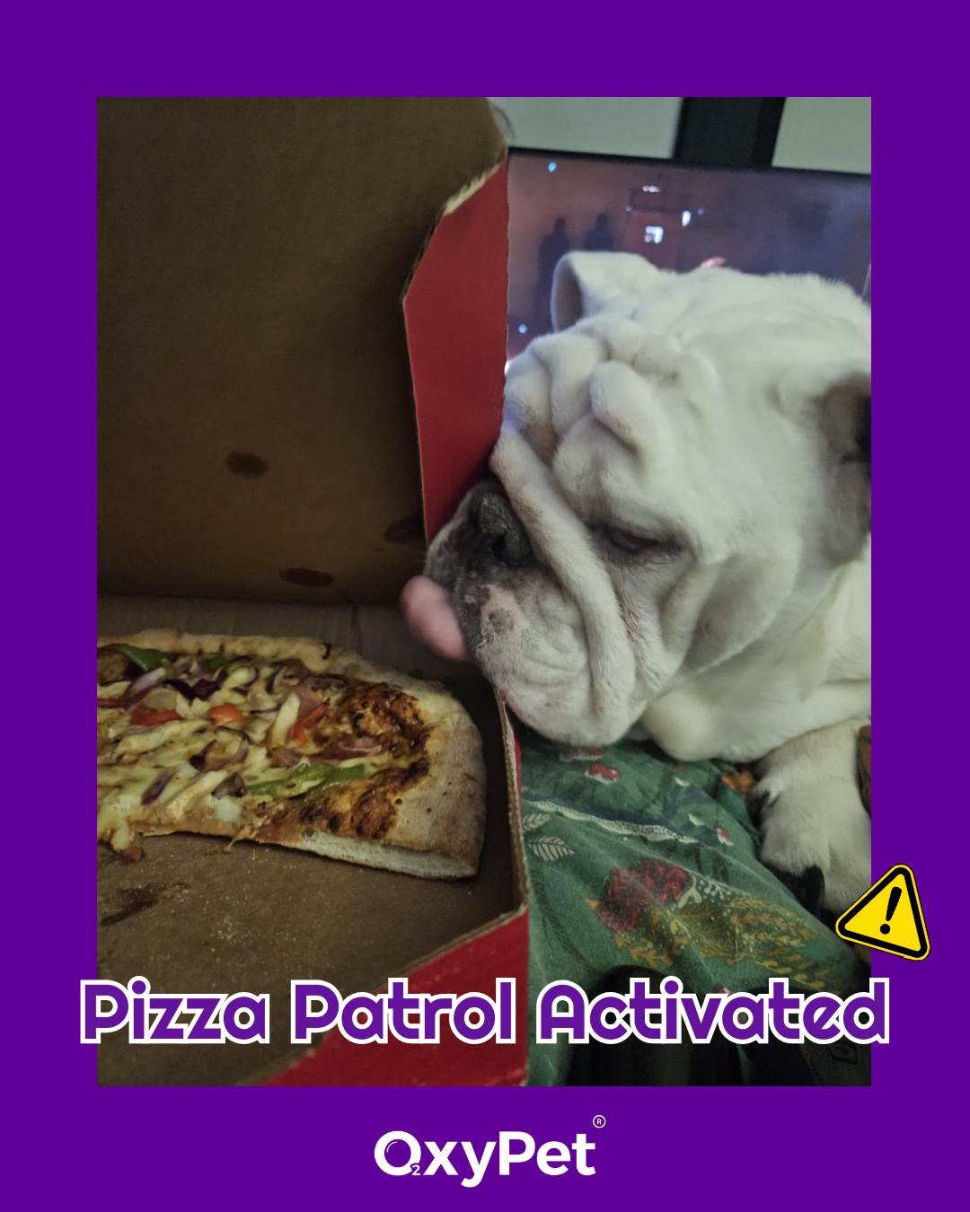 It’s Fun Friday!! 🍕 George’s Friday night rule: If you don’t guard your pizza… he will.
Bulldog duties, and he takes them seriously. 😌